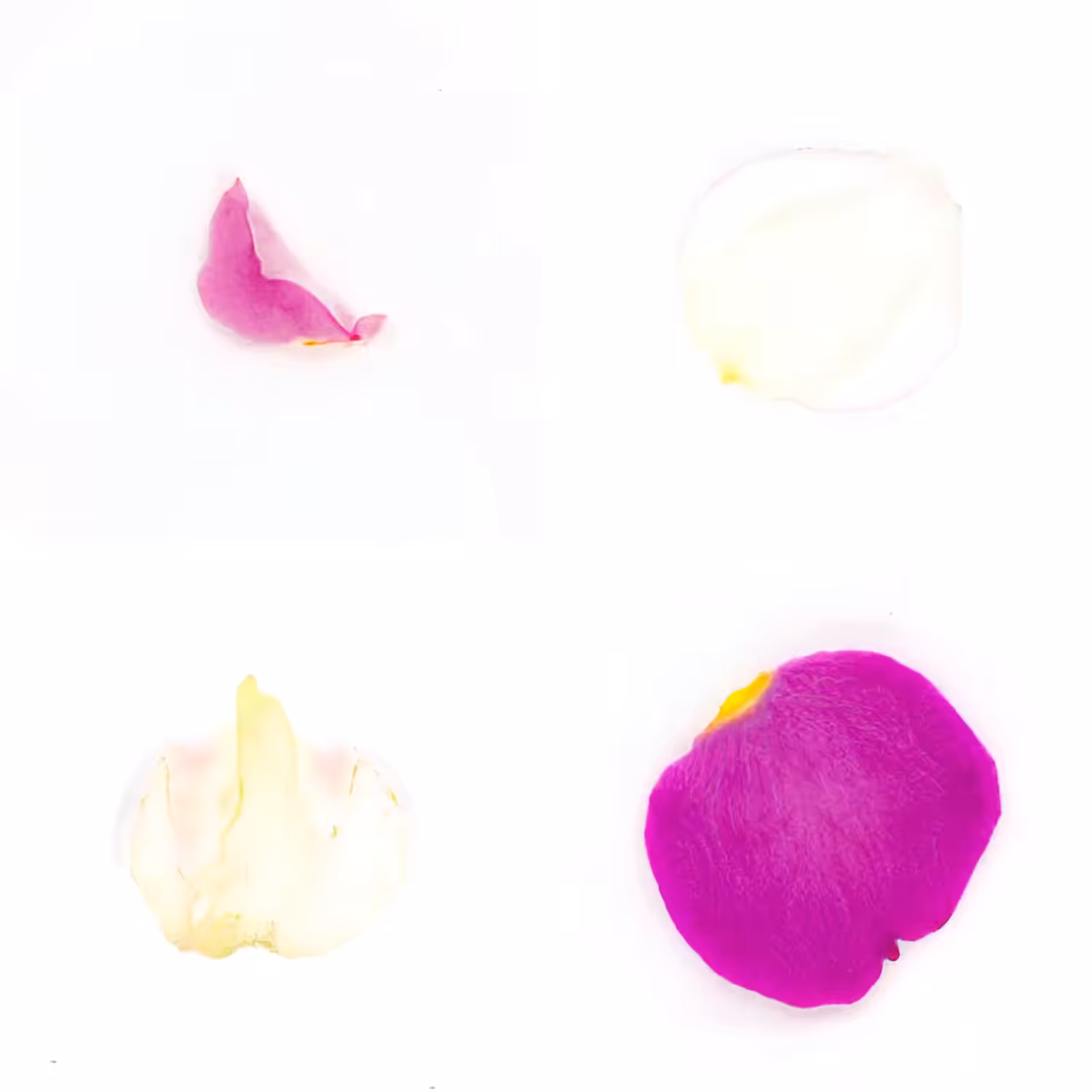 Infinite Petals 2x2#4063