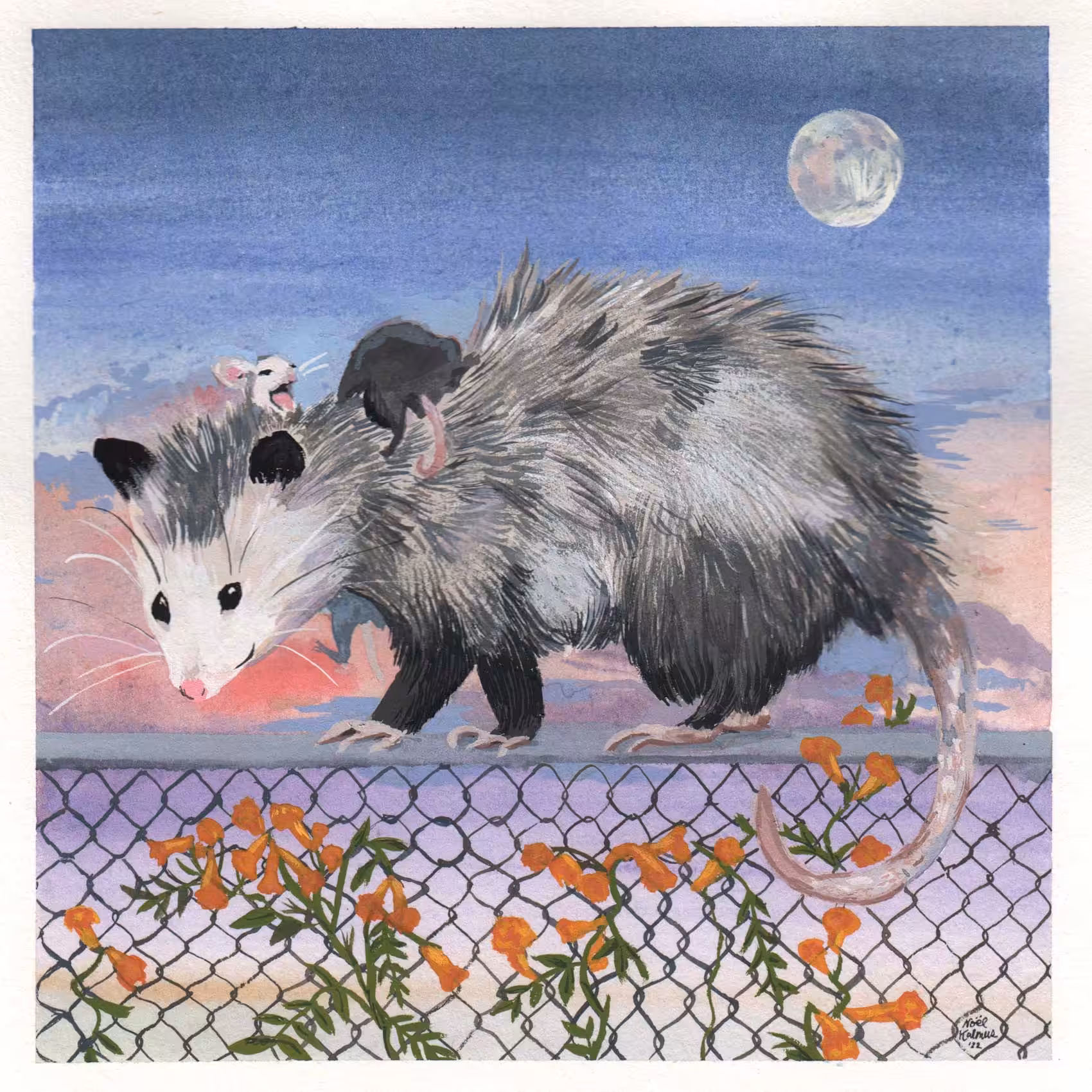 Possum Mama