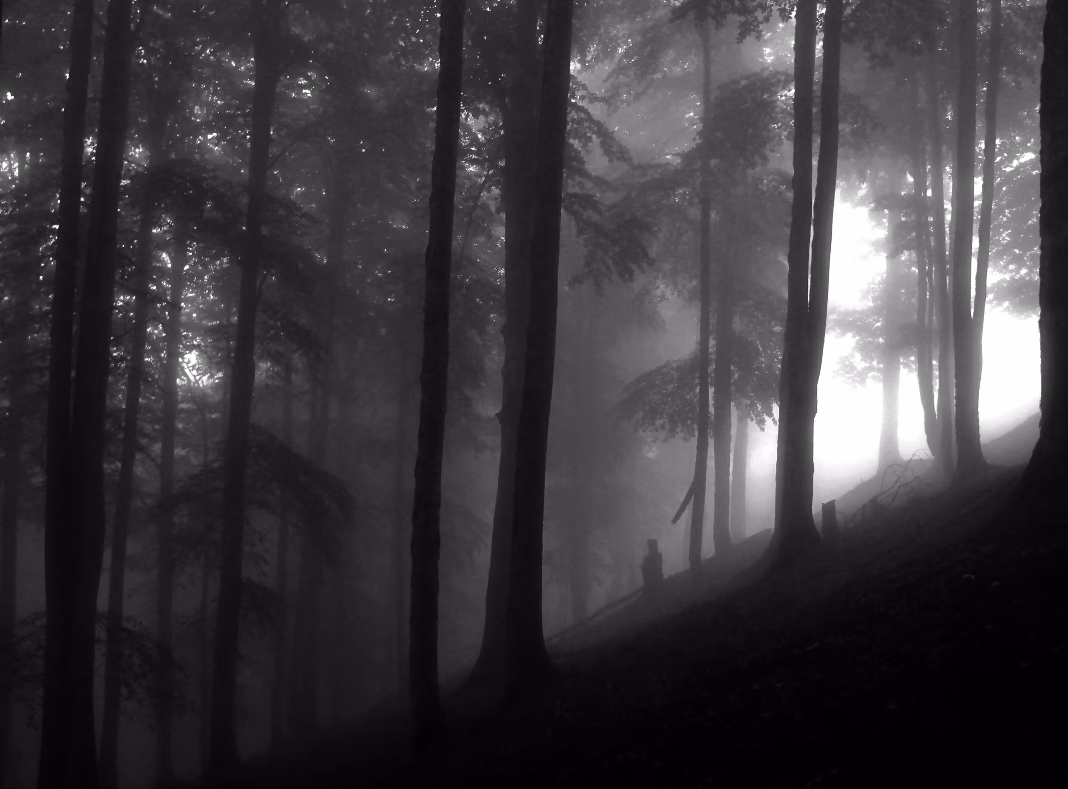 Fog 