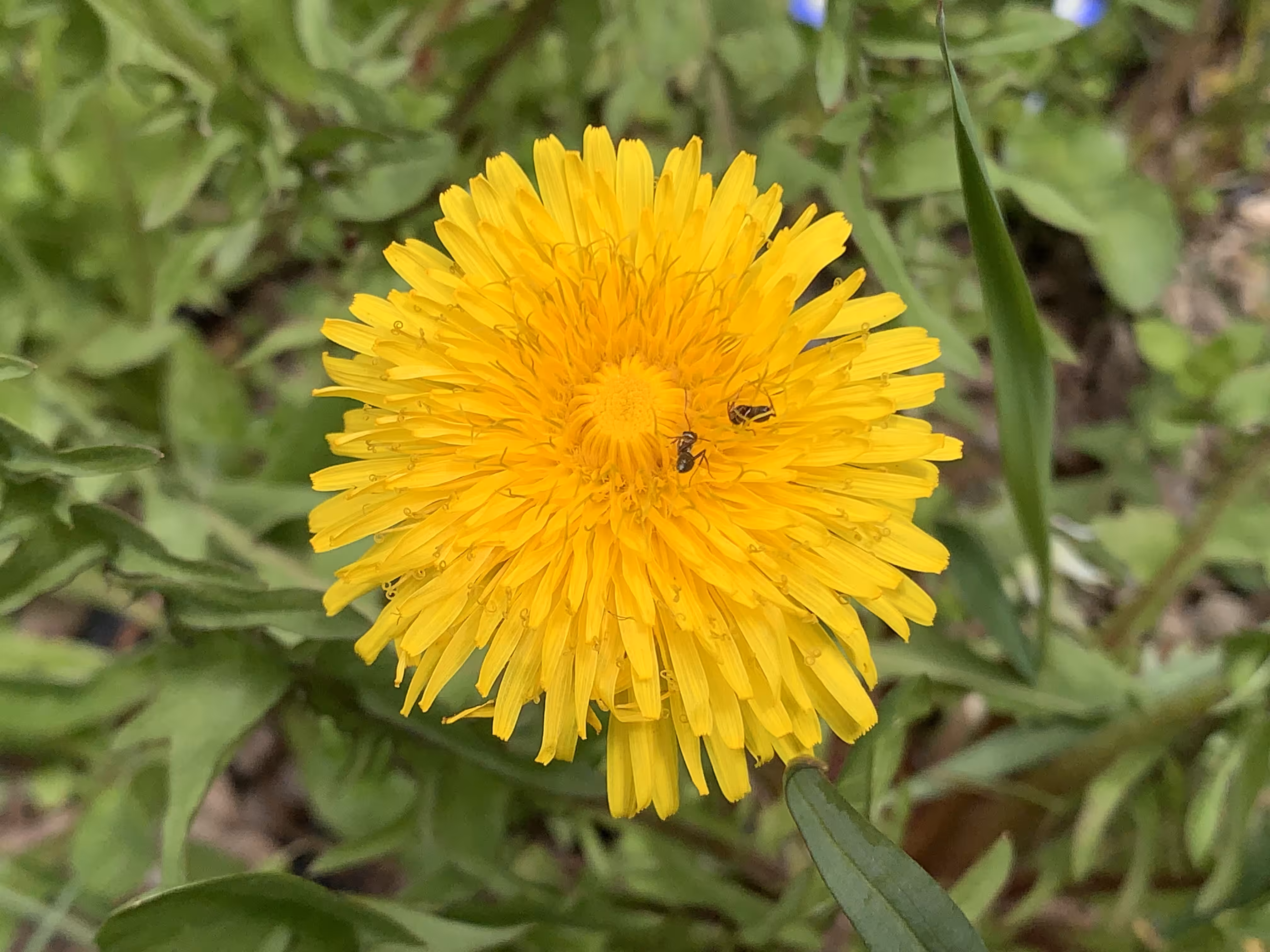 The Golden Core