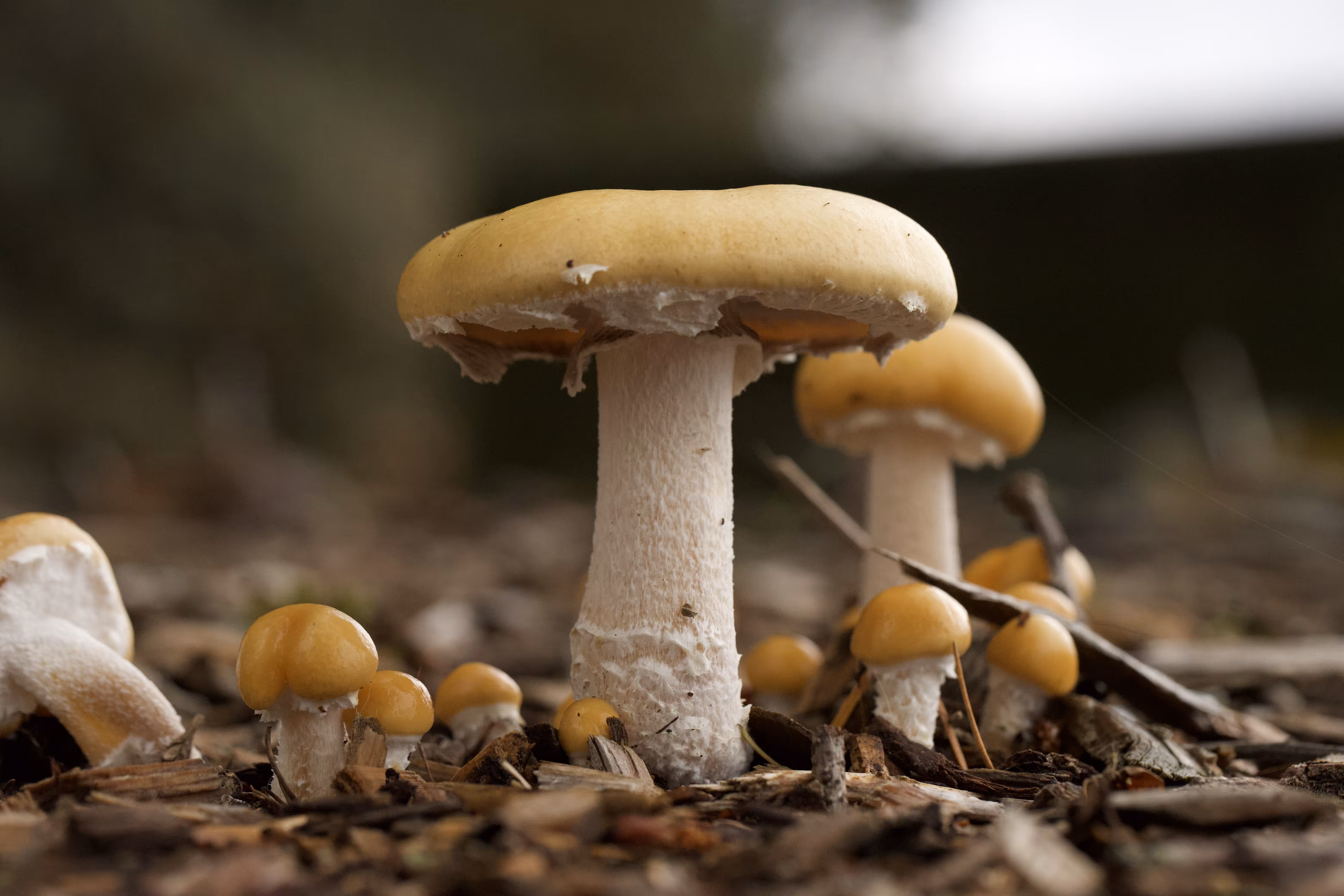 Fungus Amungus