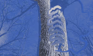 Blue Borer