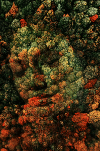Forest #4