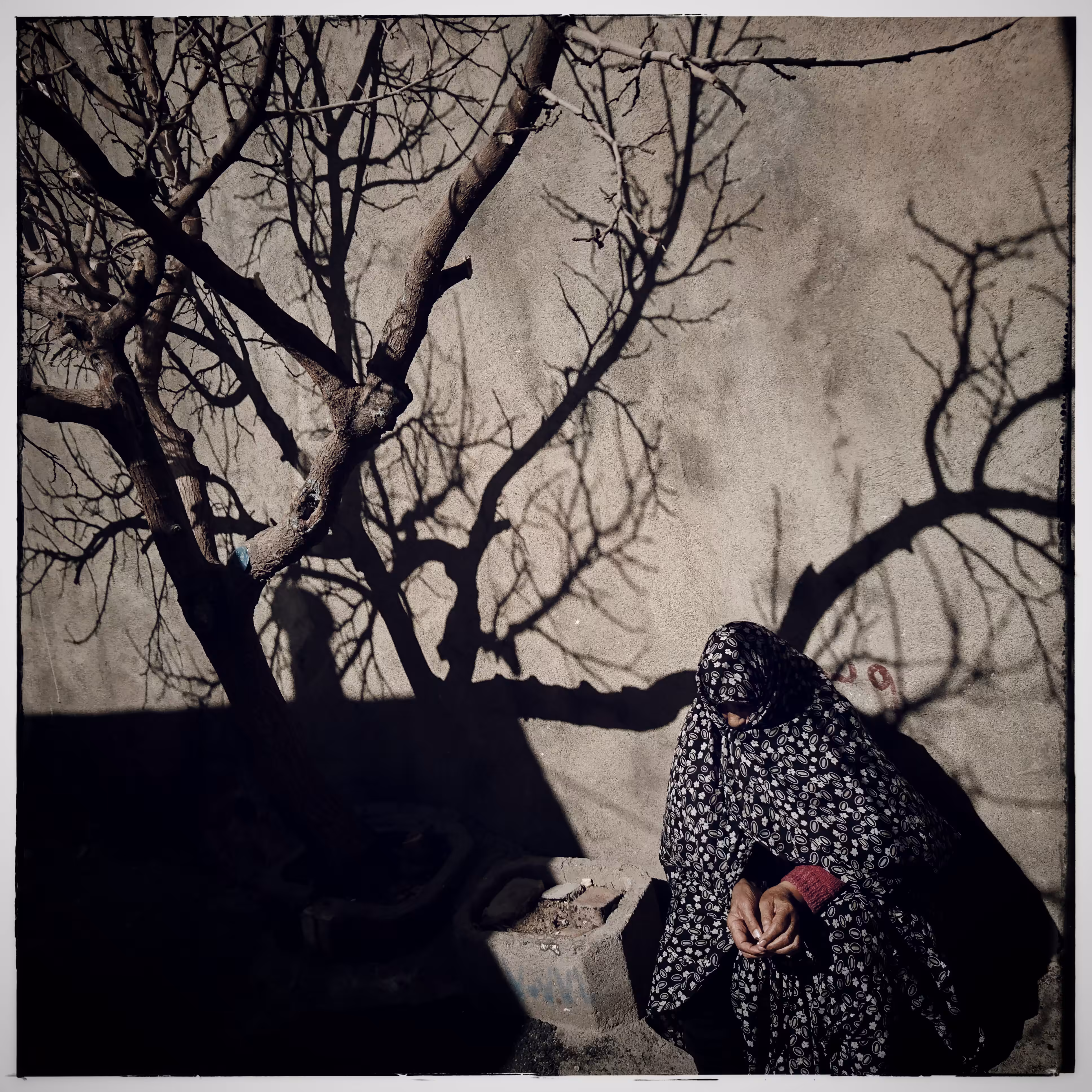 Old woman and the tree