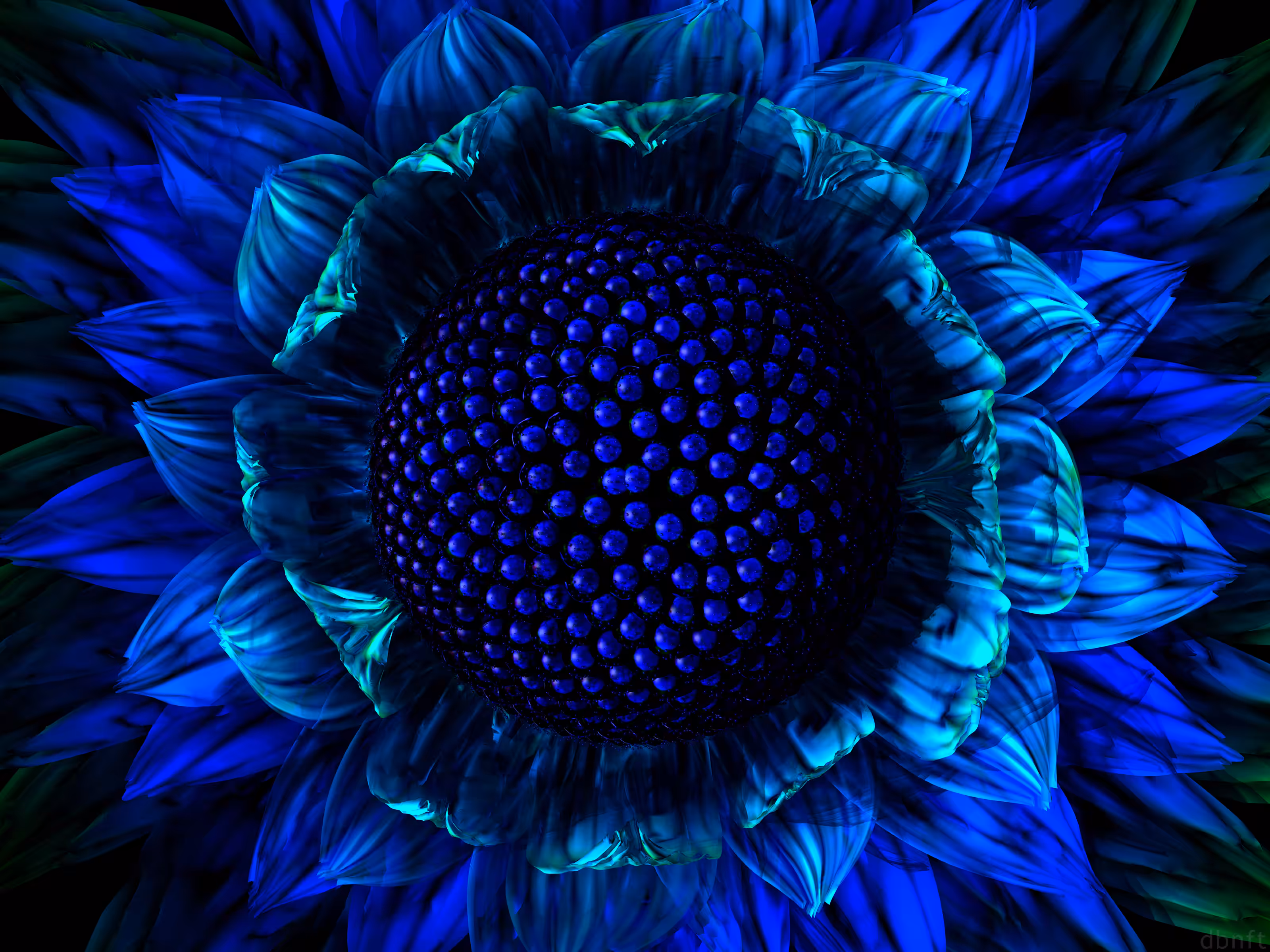 Cobalt Daisy (2002)
