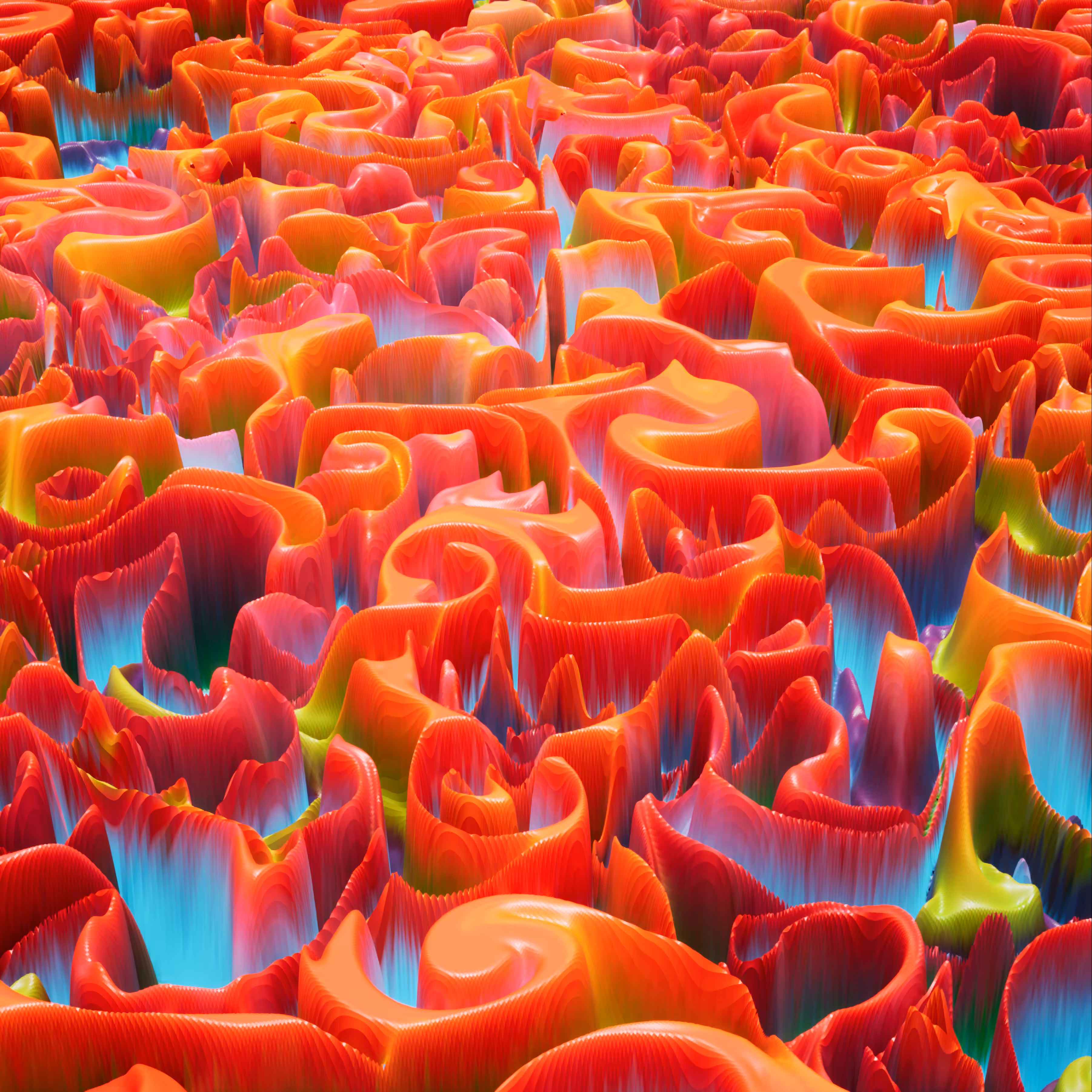Candy land (sweet orange) .