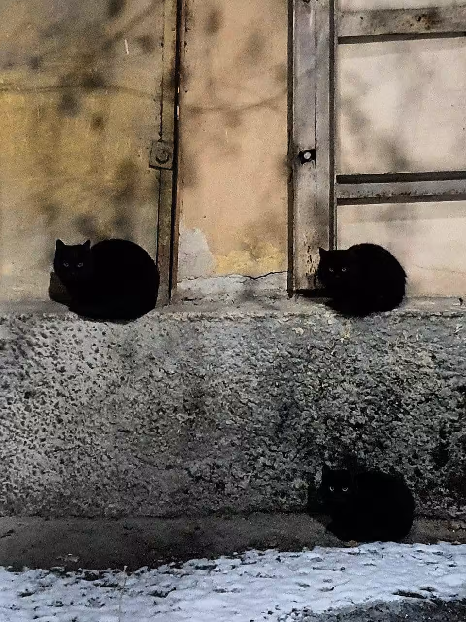 Cats Trio