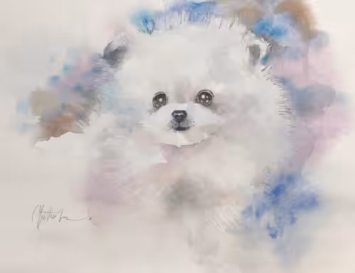 Pomeranian