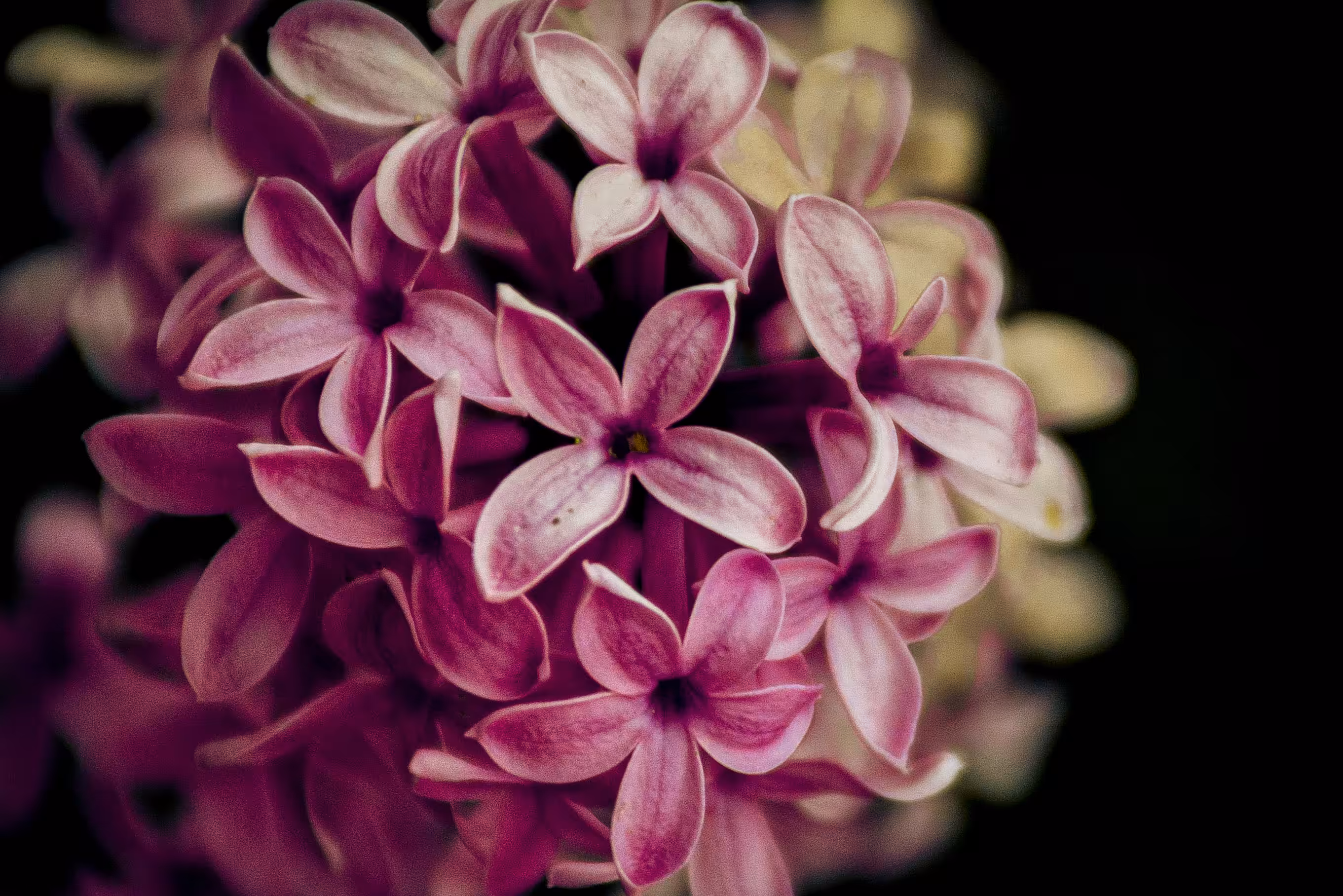 Dreamy Flowers