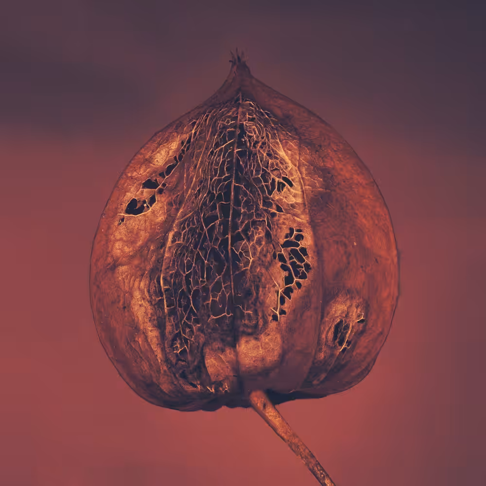 Hollow