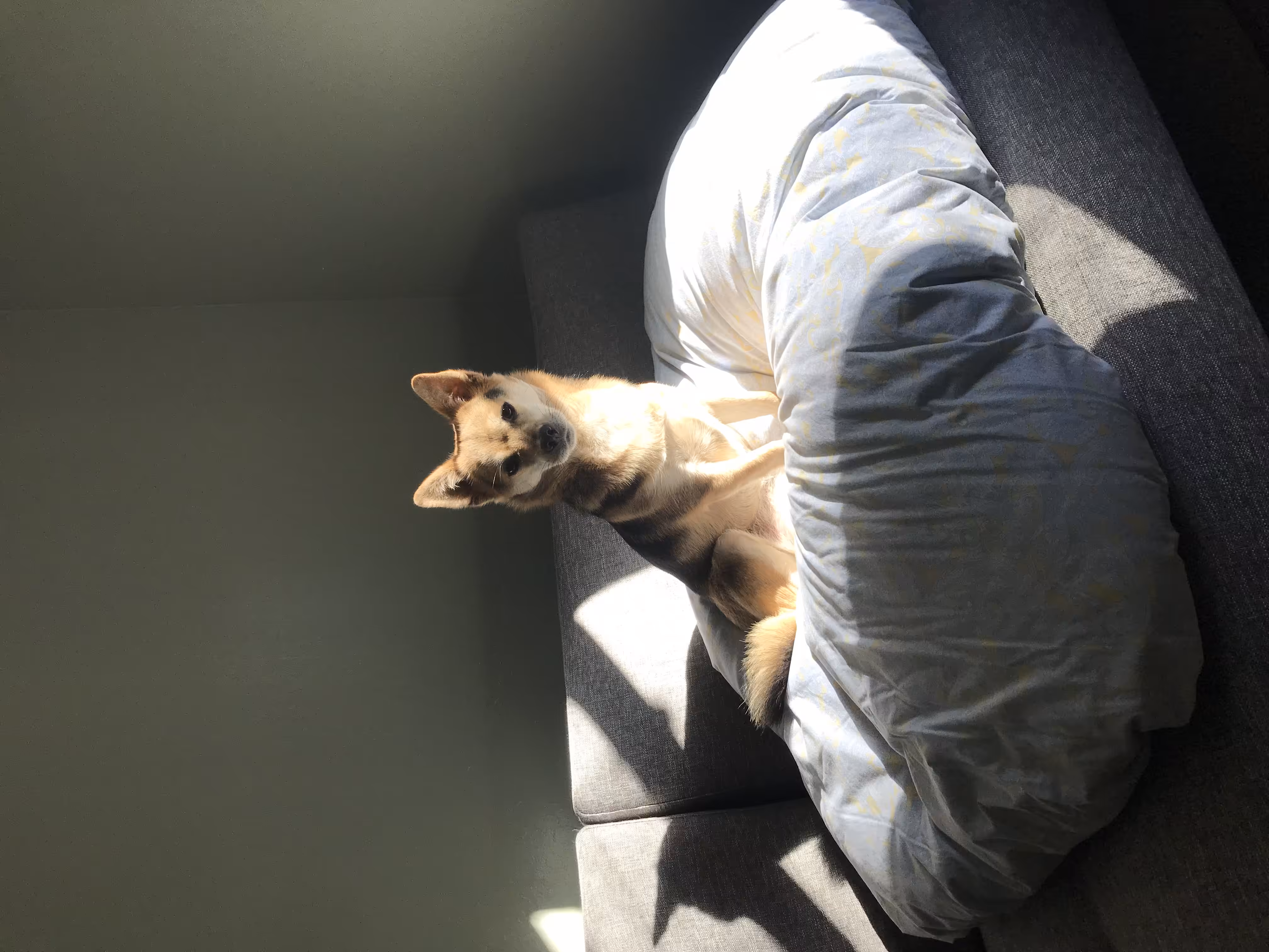 Roo The Dog