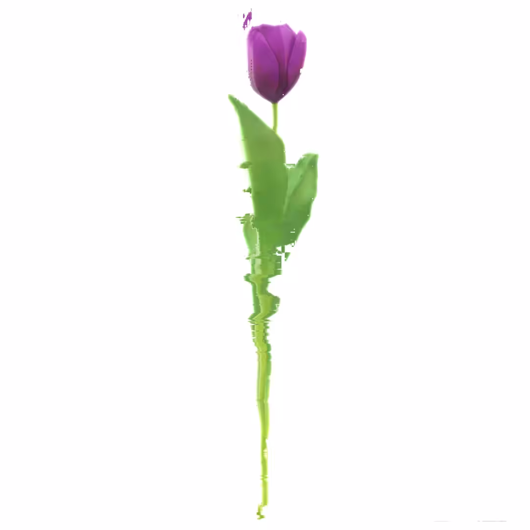 Purple Tulip #01