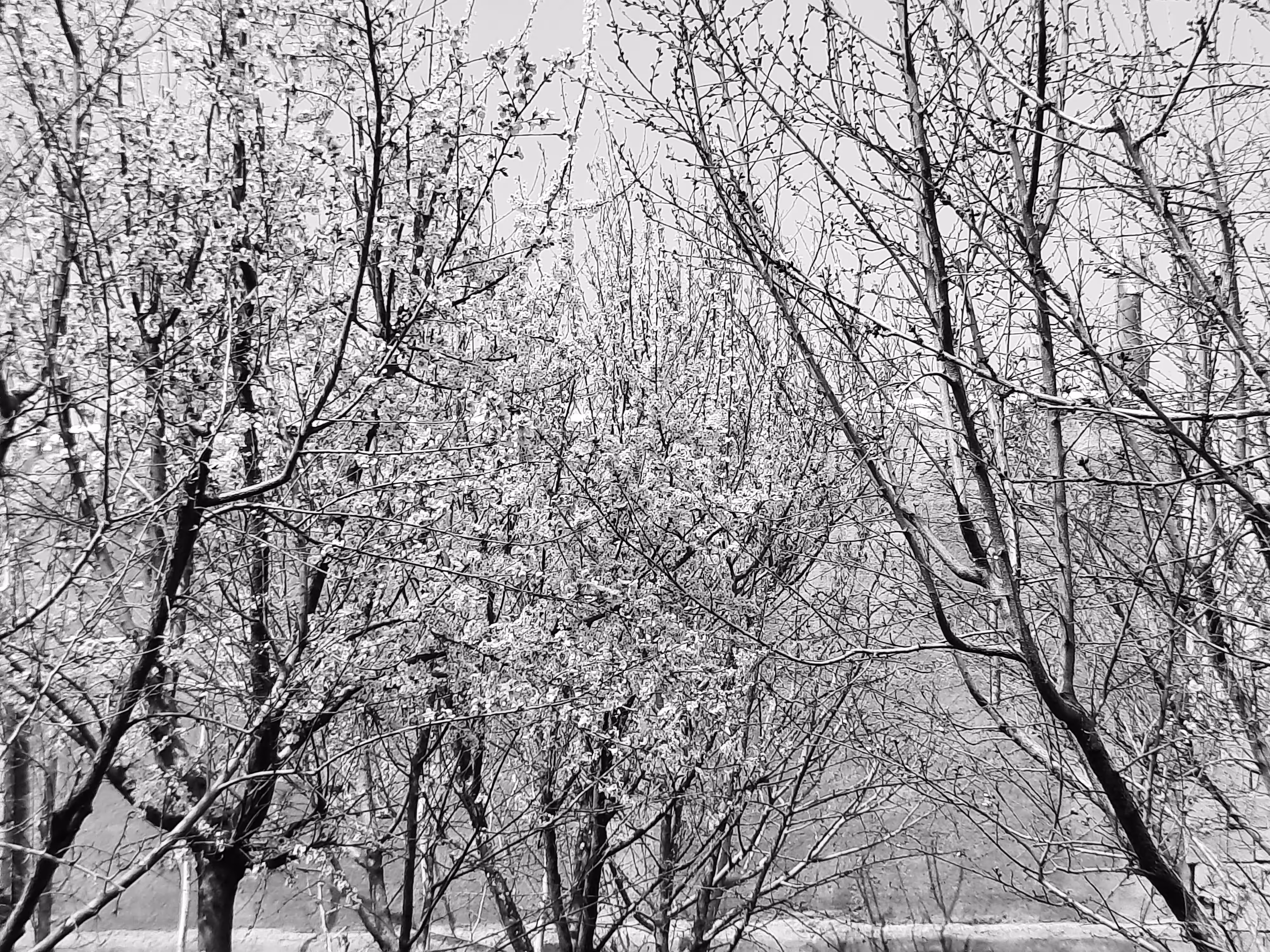 white blossoms