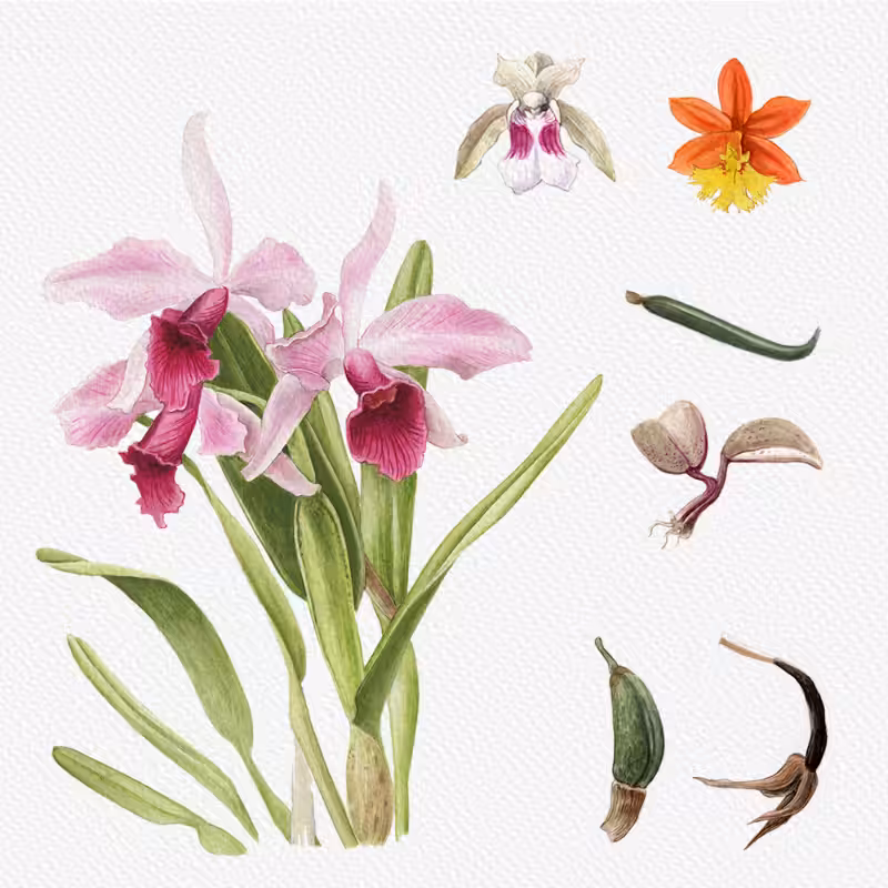 Botanical Illustration - Orchids 1 #41