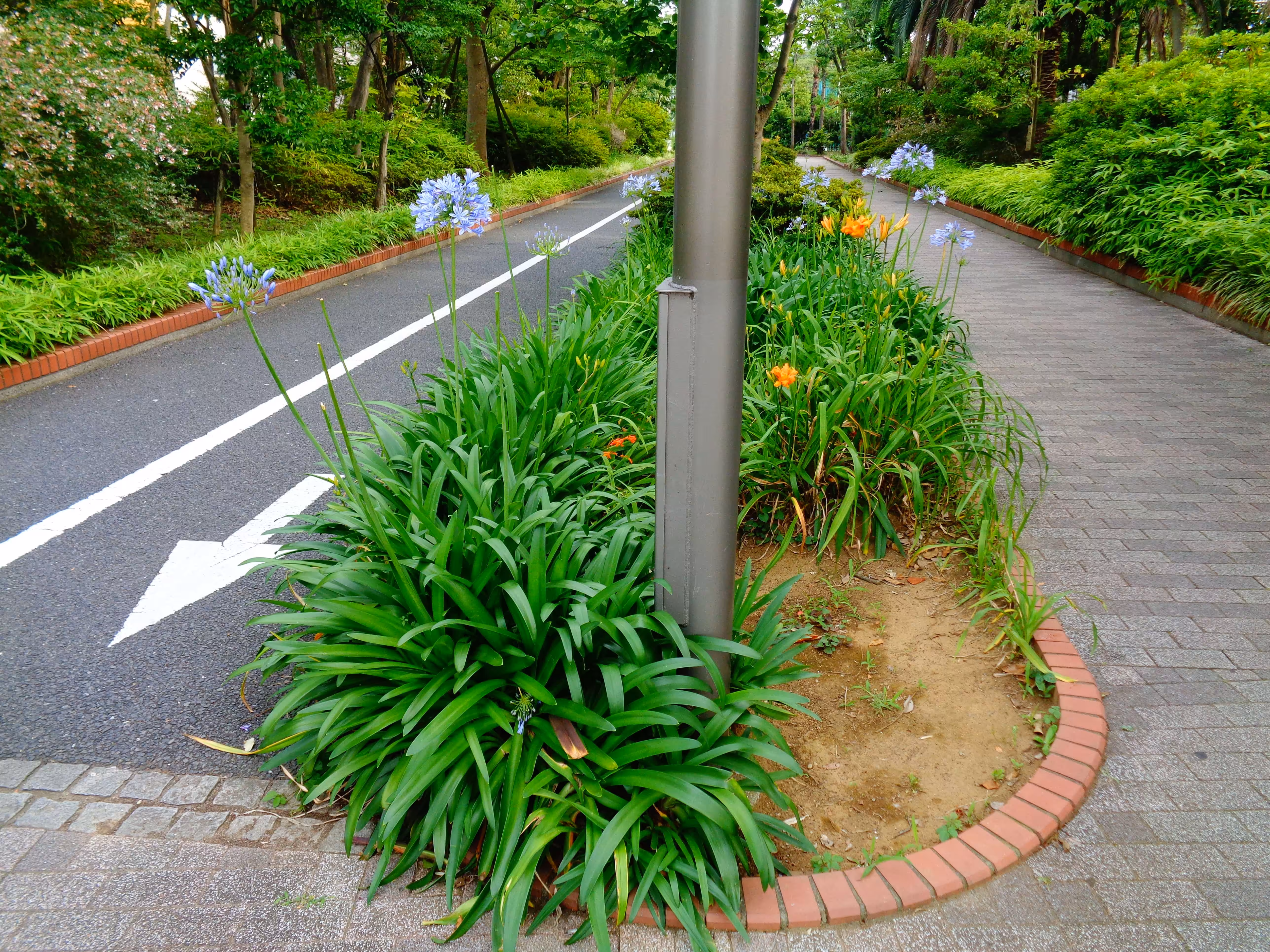 ojima 087