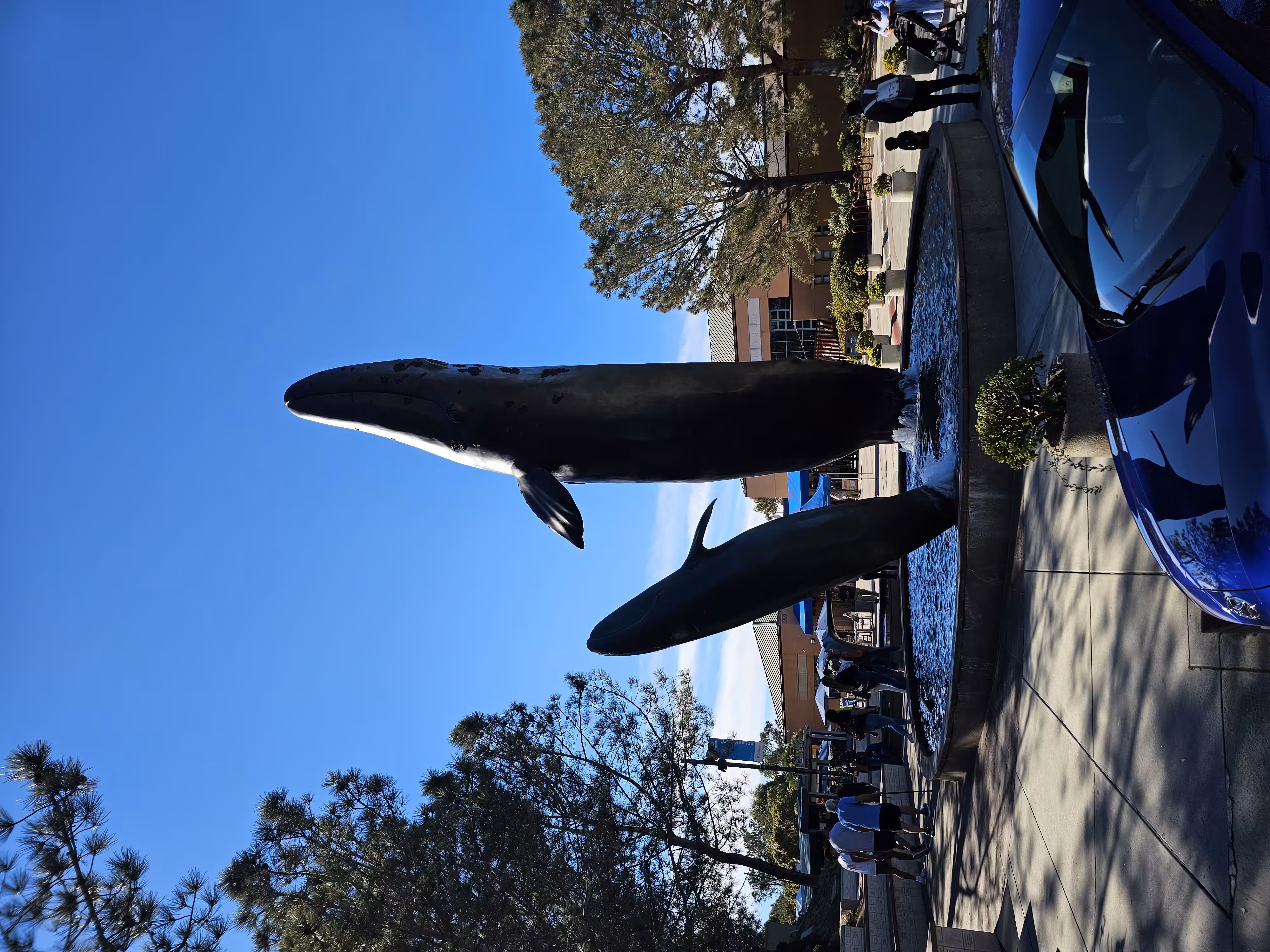 Whale statue in front of Birch Aquarium San Diego
