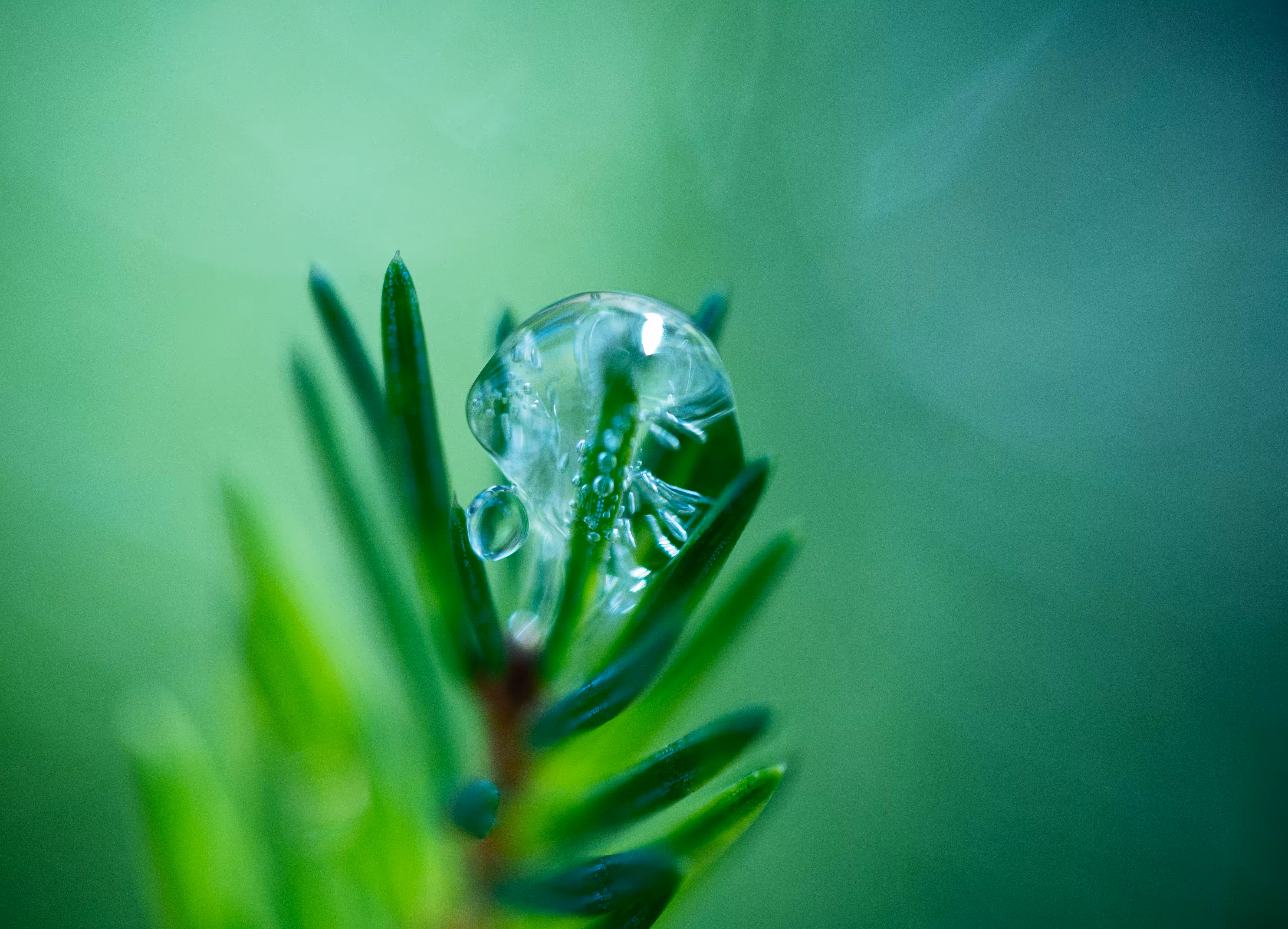Resting Raindrops #31