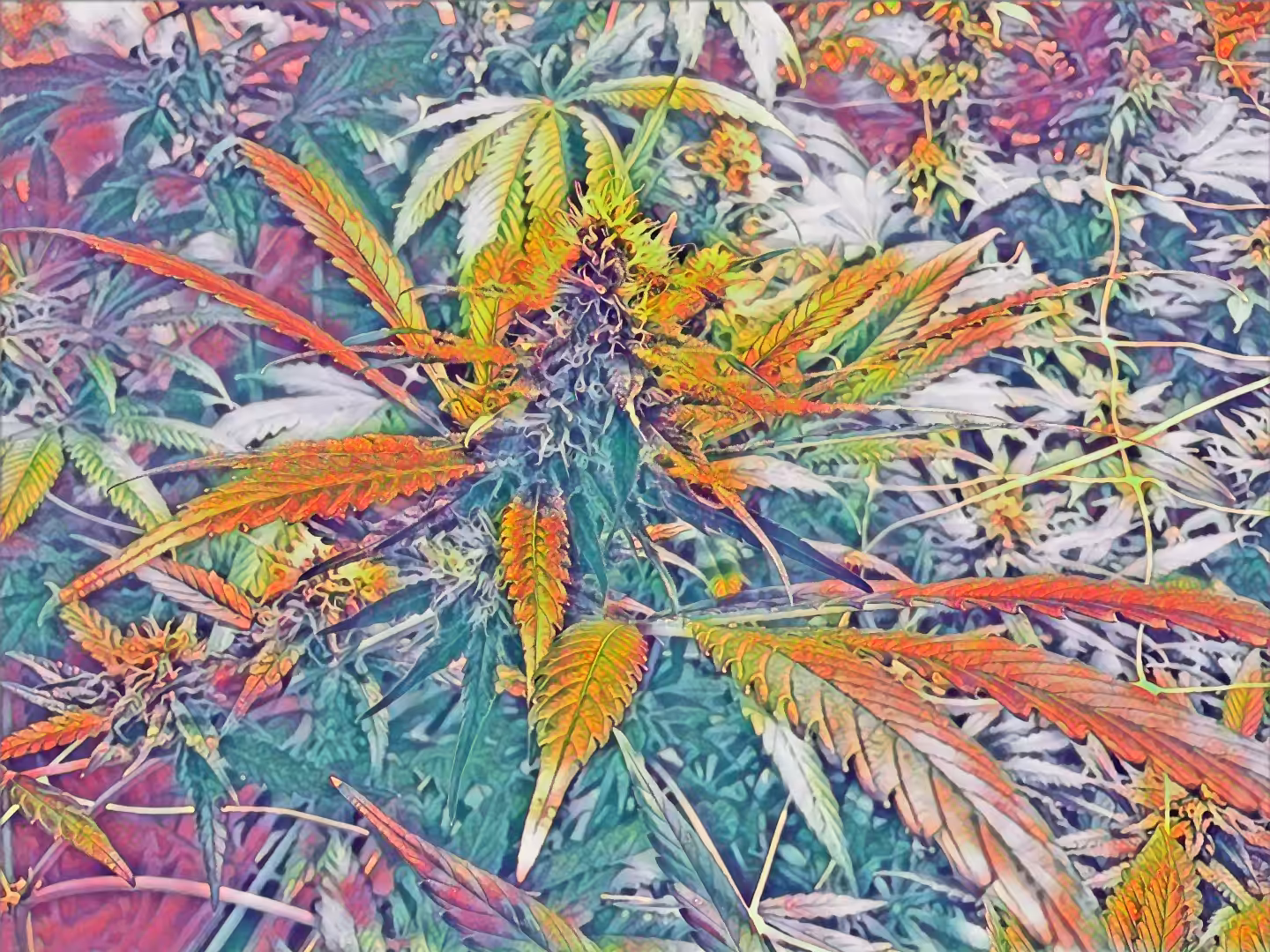 Mother Plant