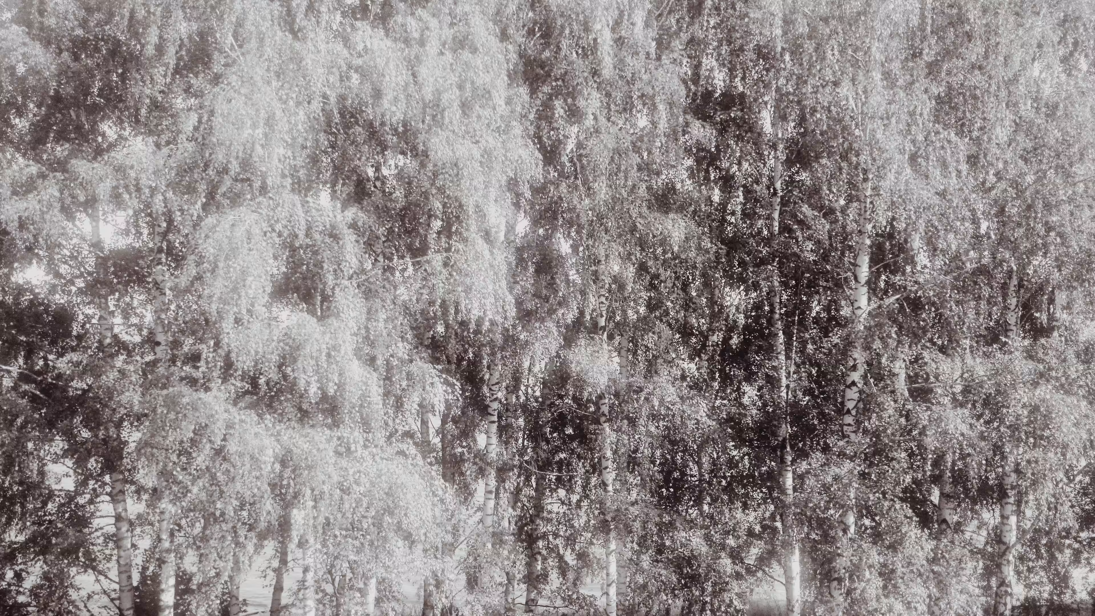 Photos: Birches