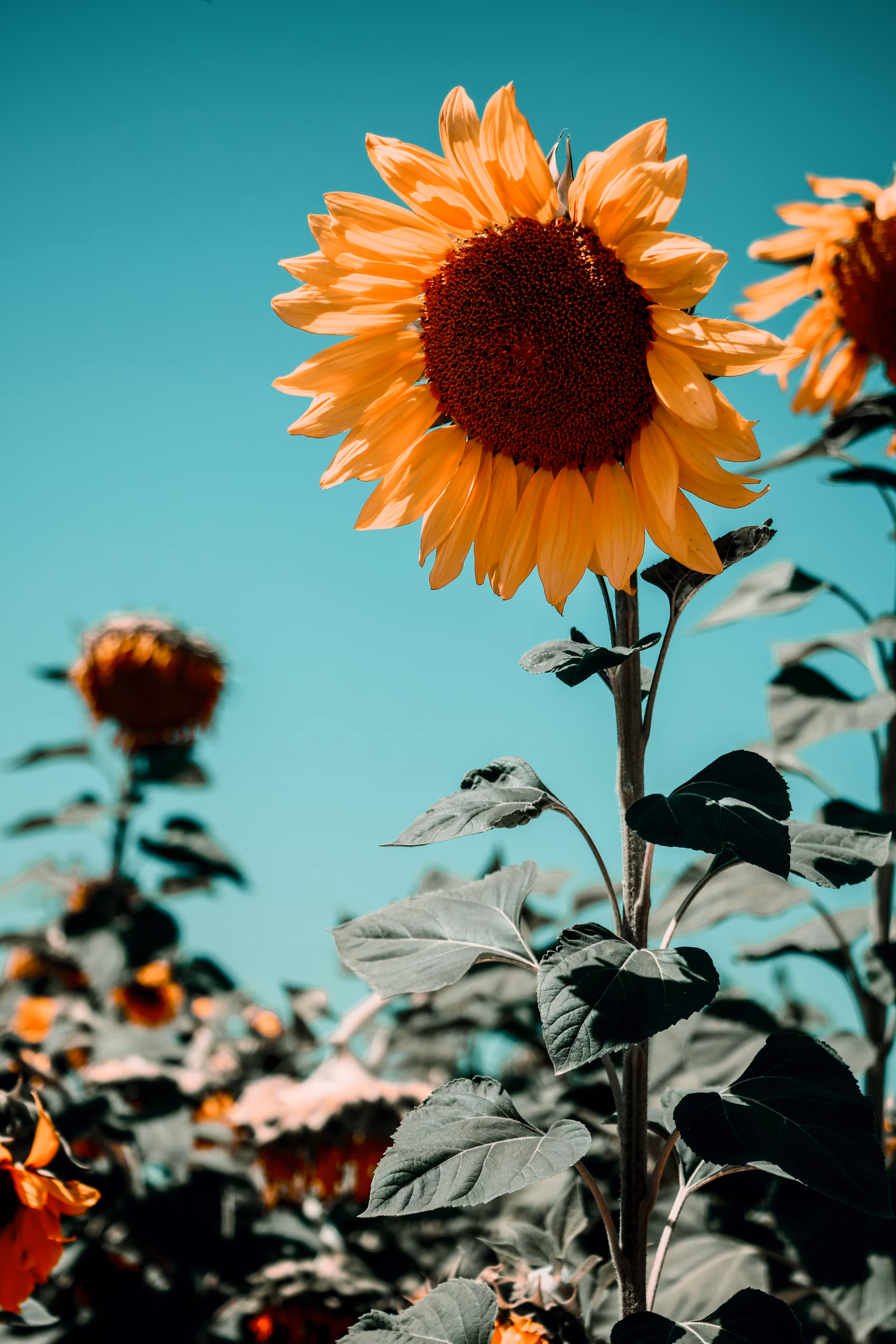 sunflower