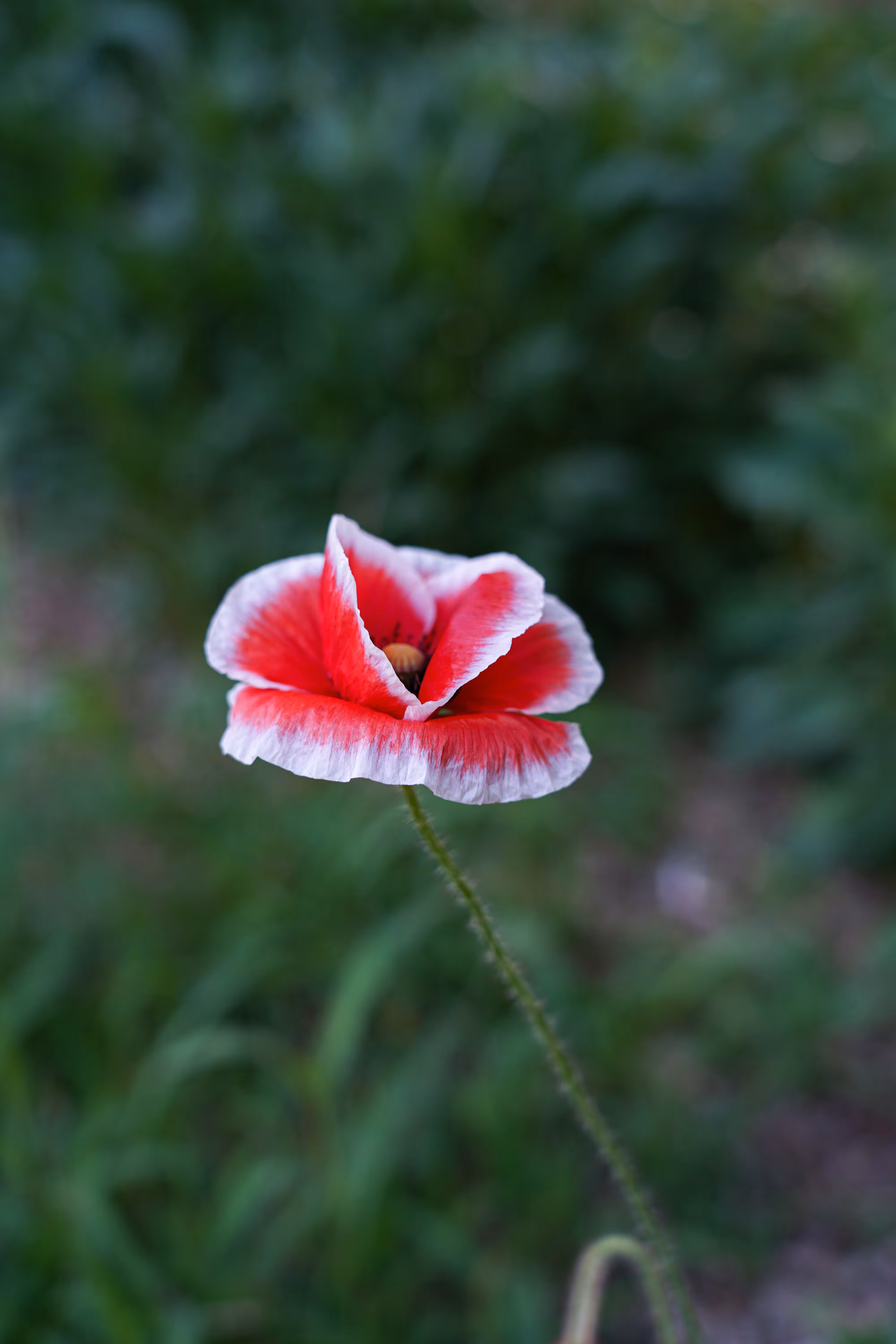 flowers: The Border of Red and White