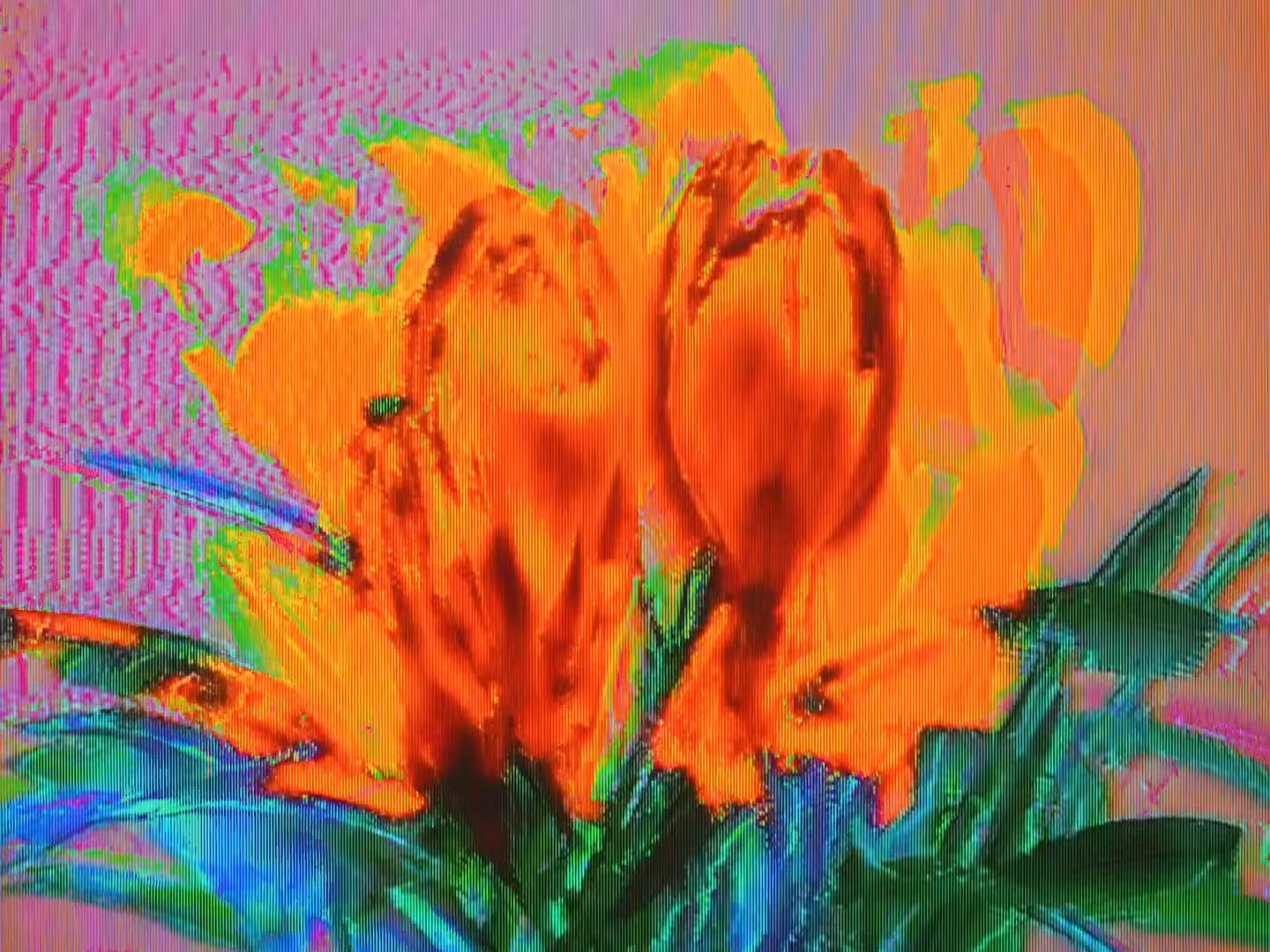 crocus pocus