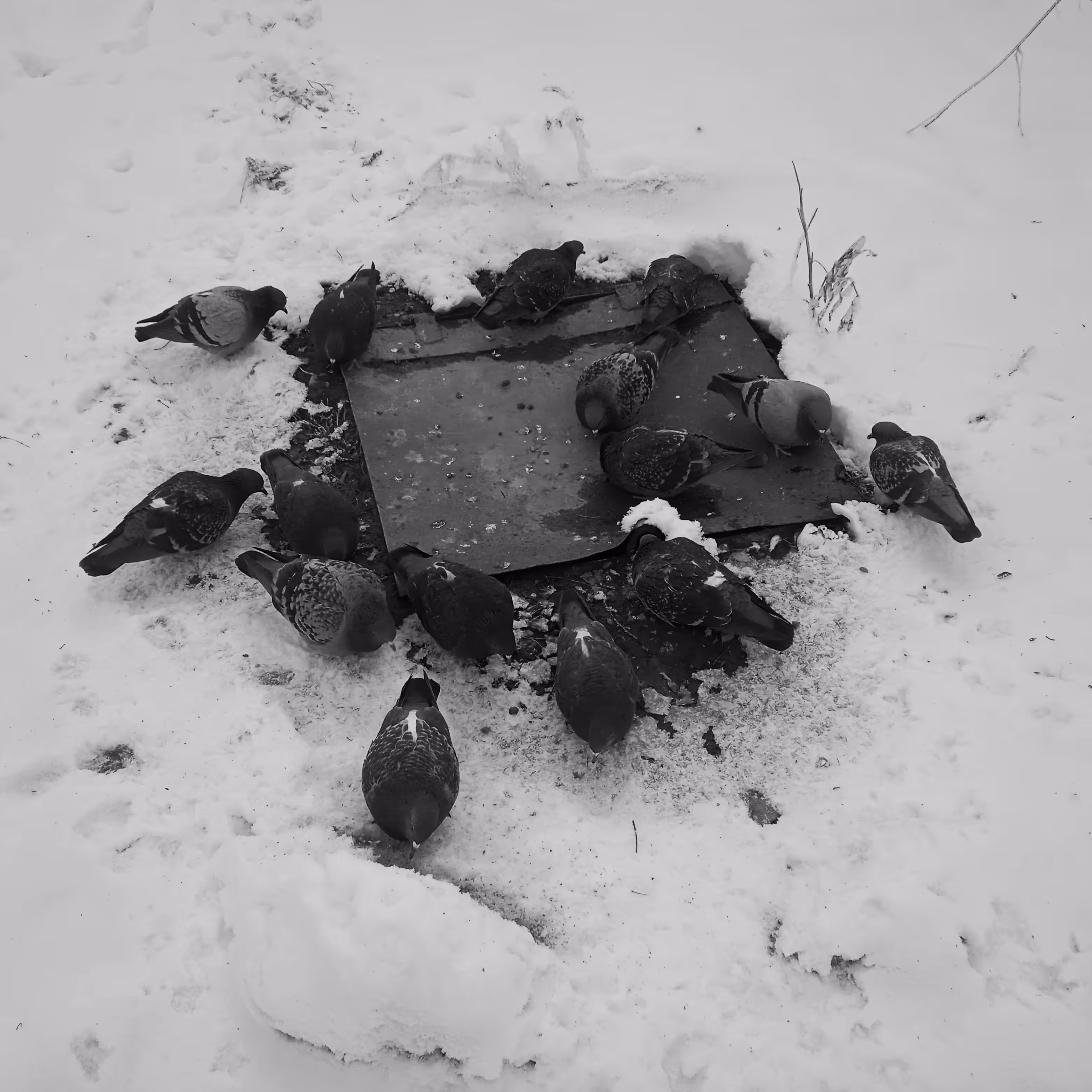 Pigeons
