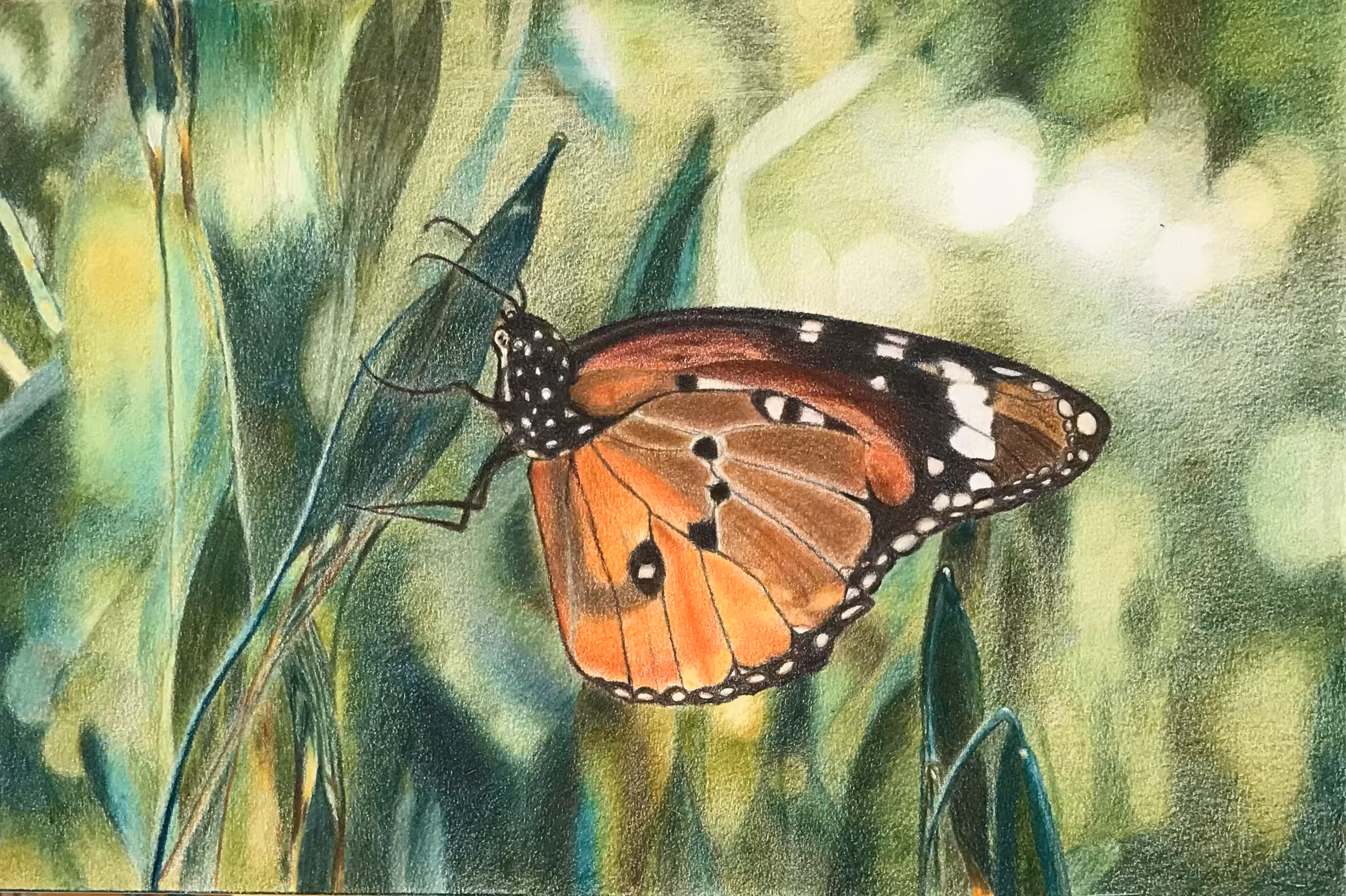 butterfly