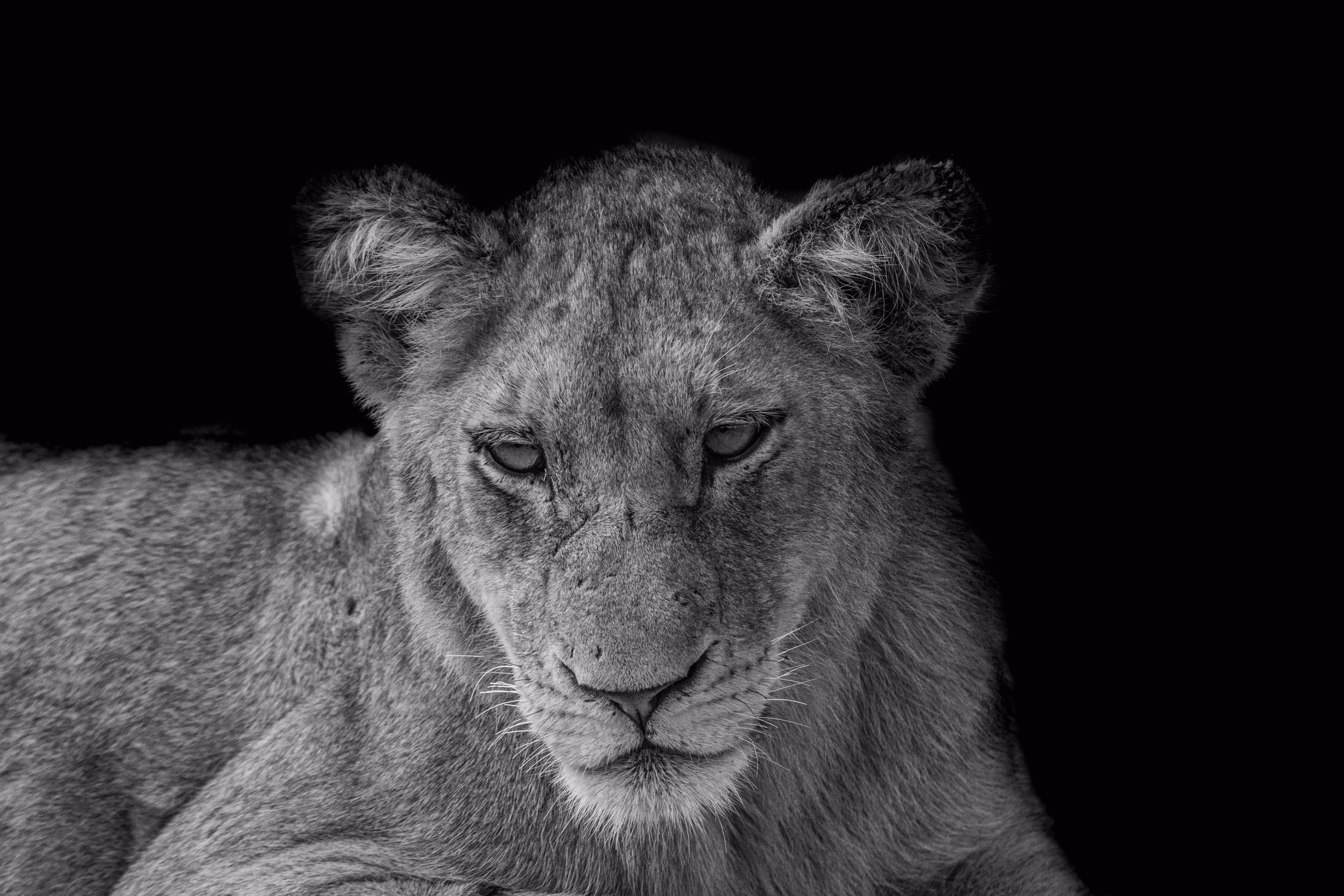 B&W sleepy young lion
