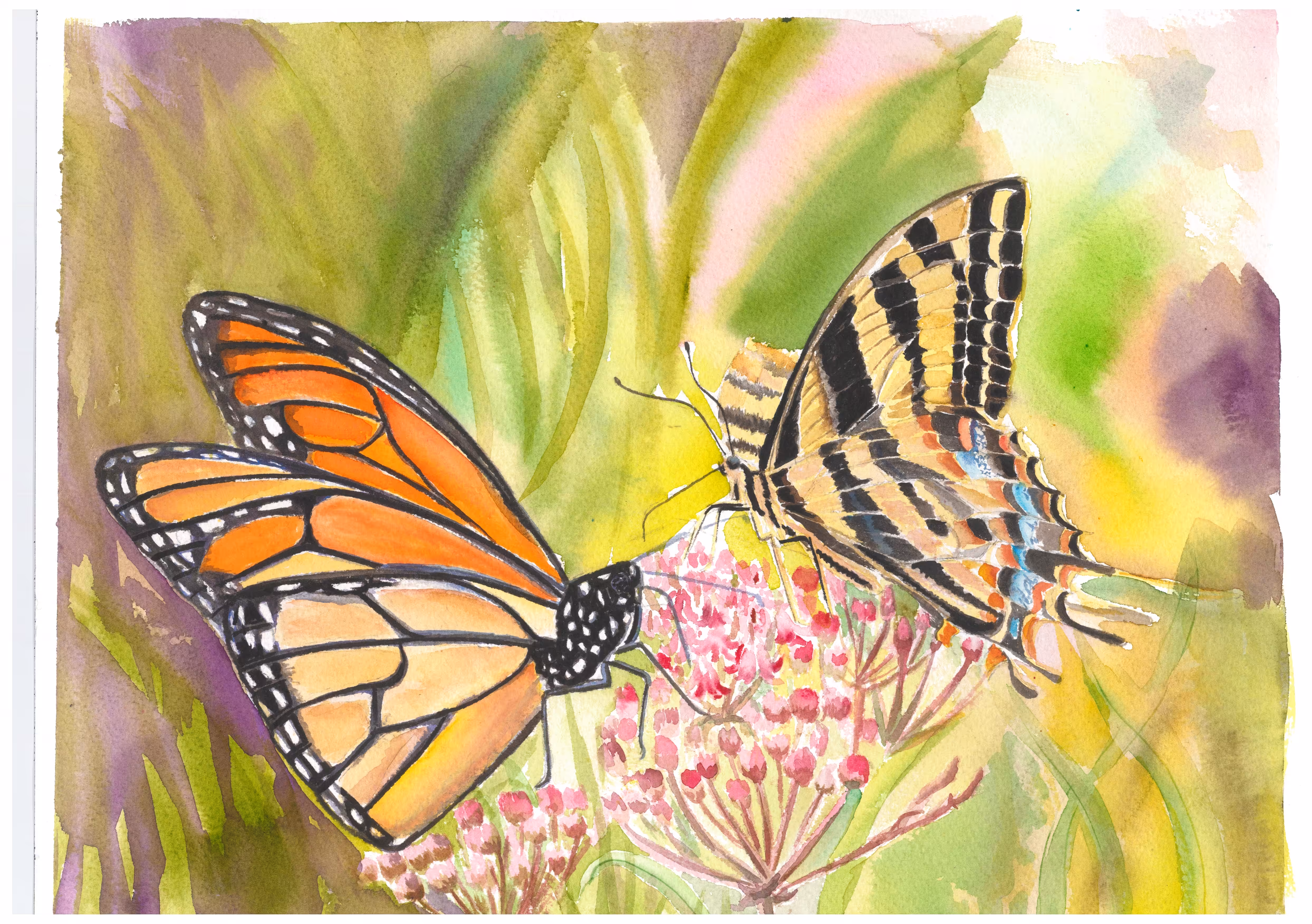 My butterflys 