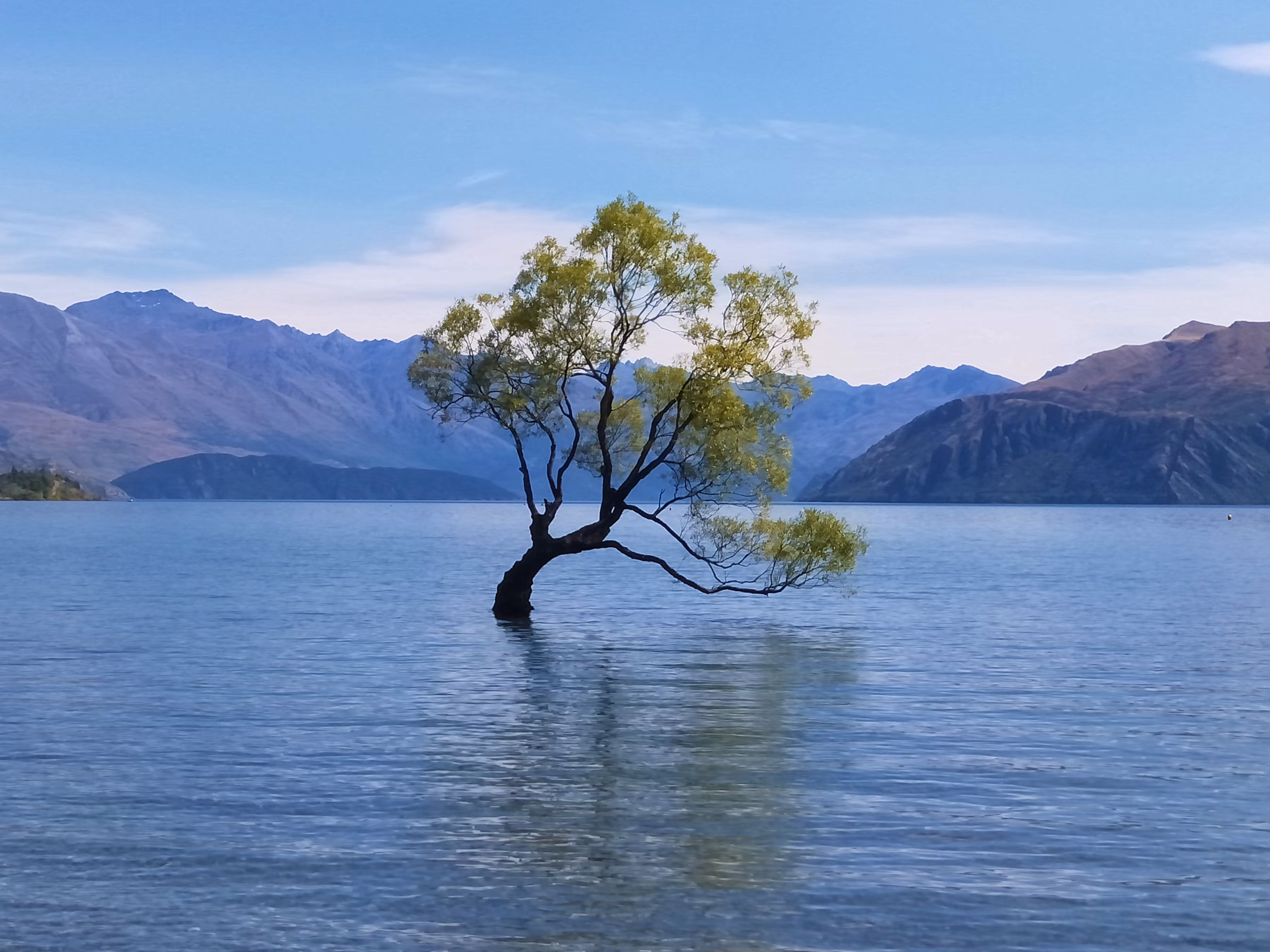 Wanaka Tree