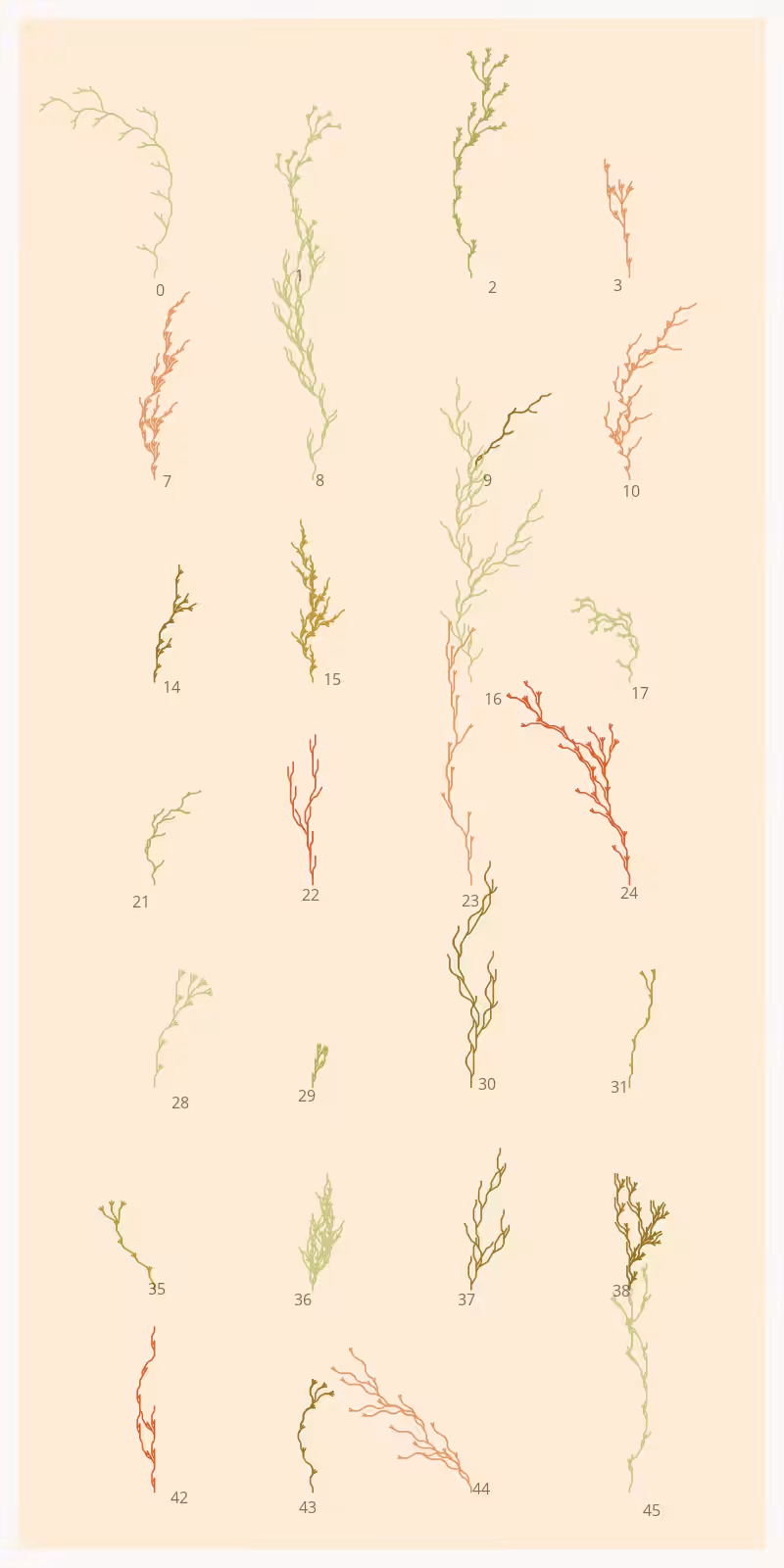 Seaweed Study #2