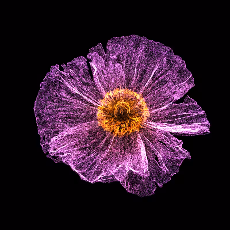 White Poppy 30 #51