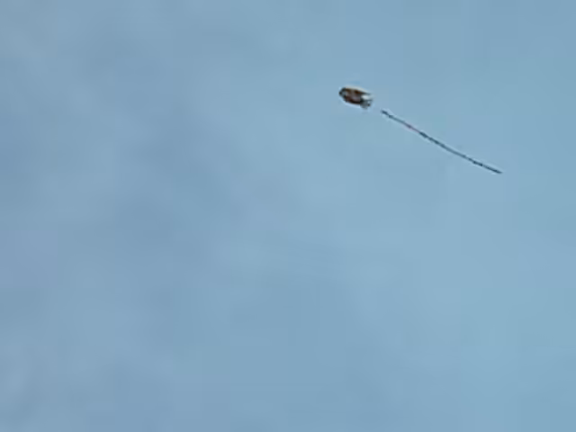 Fish Kite in Mauerpark