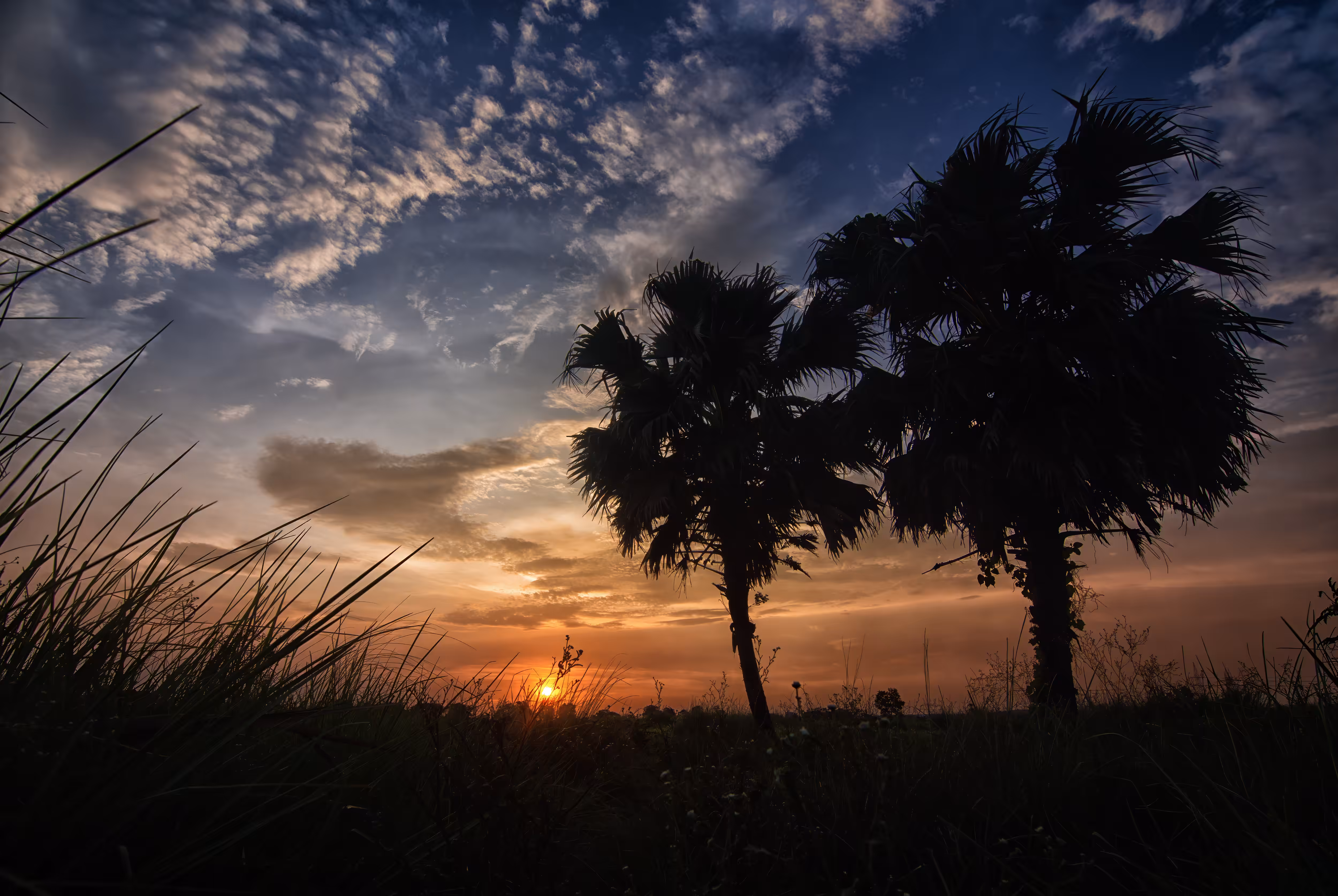 Sunset Palm 