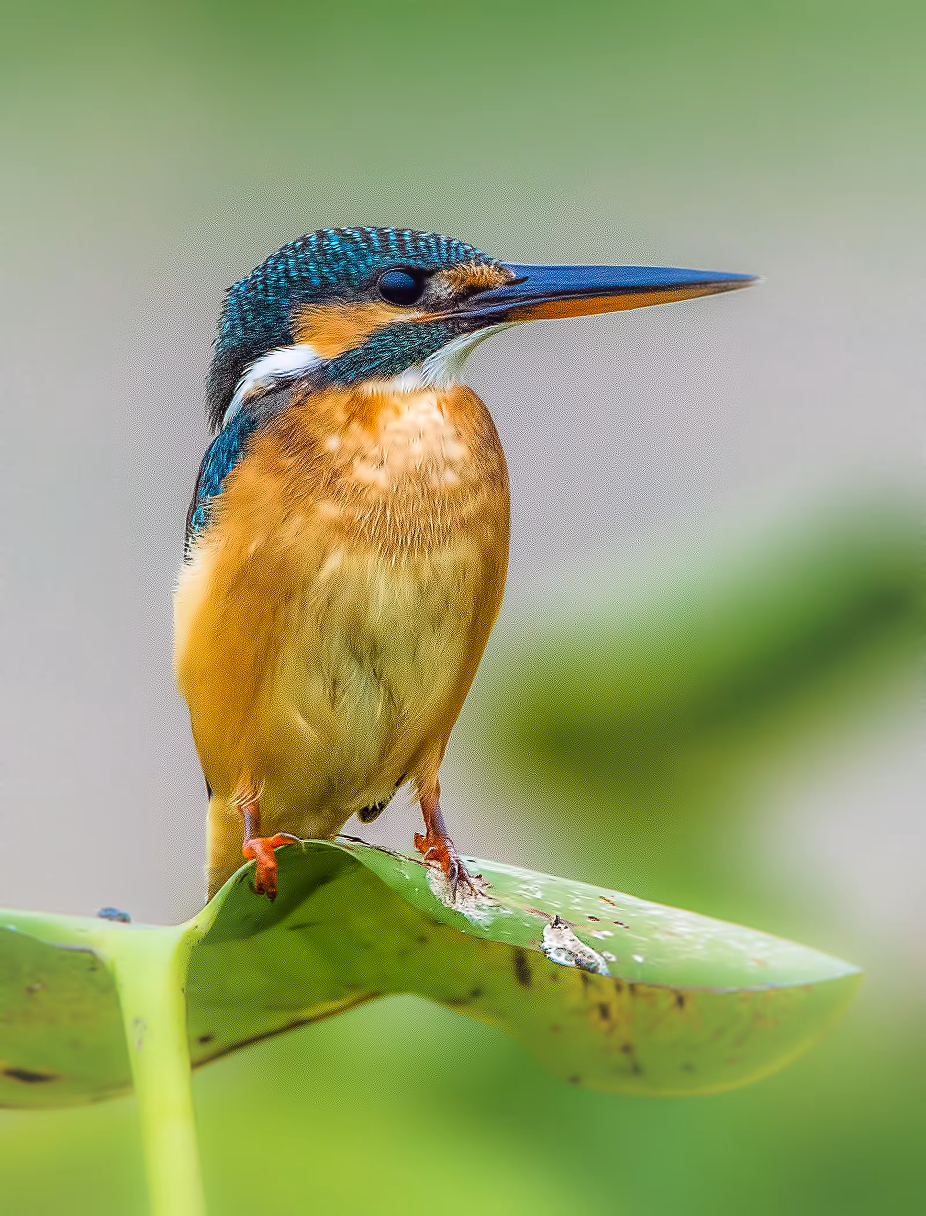 Common Kingfisher