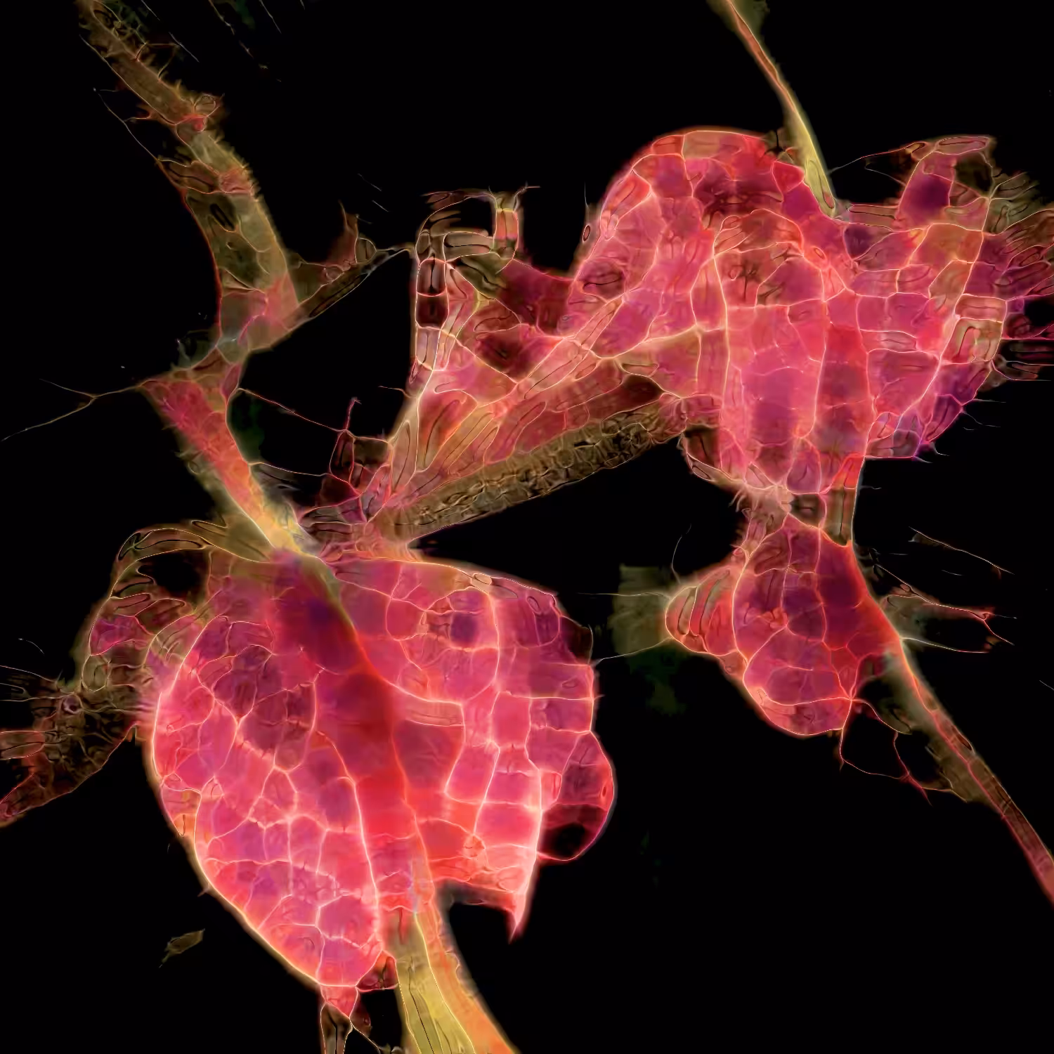 Cellular Poem