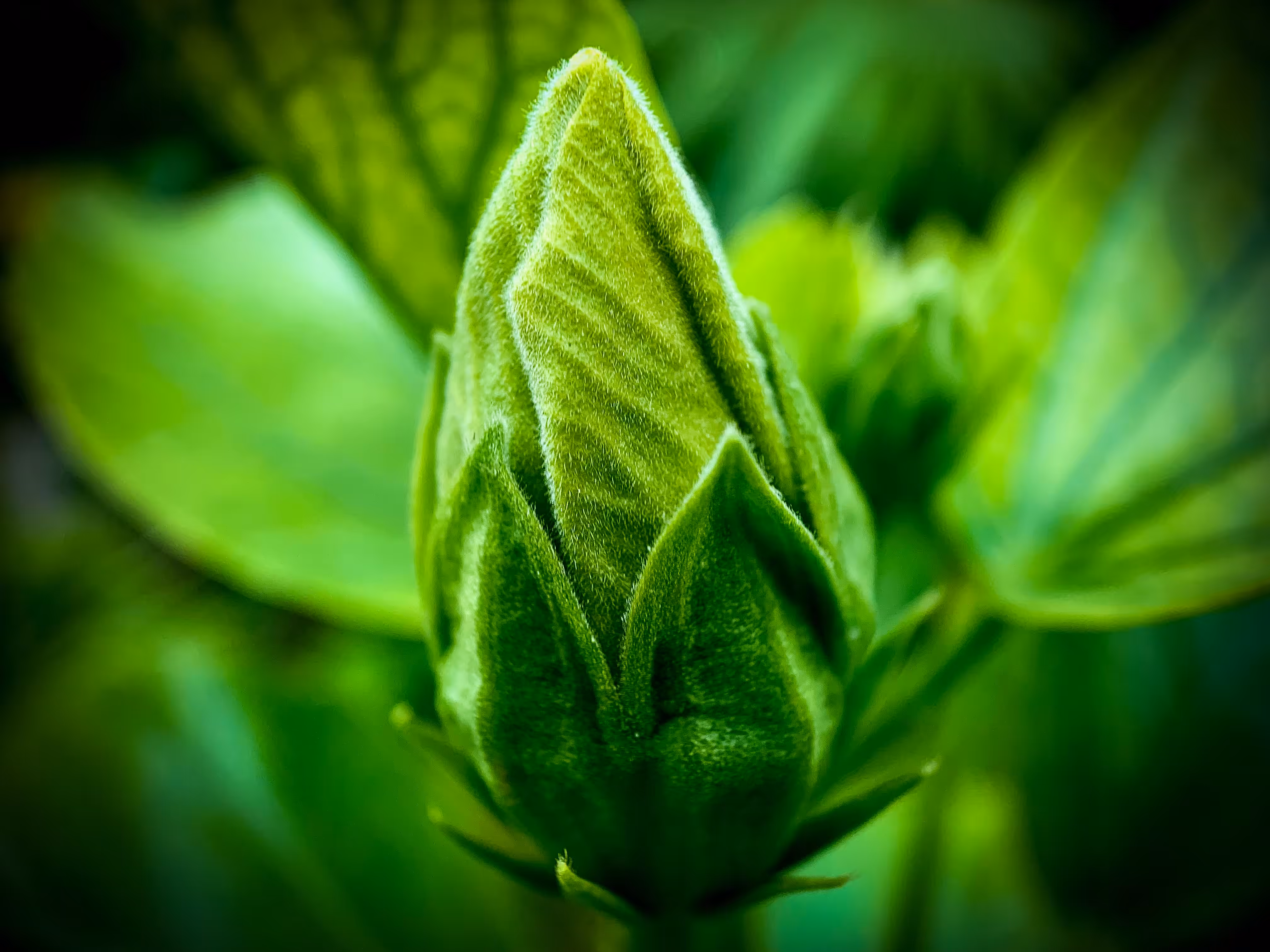 Grenn Aca-Macro