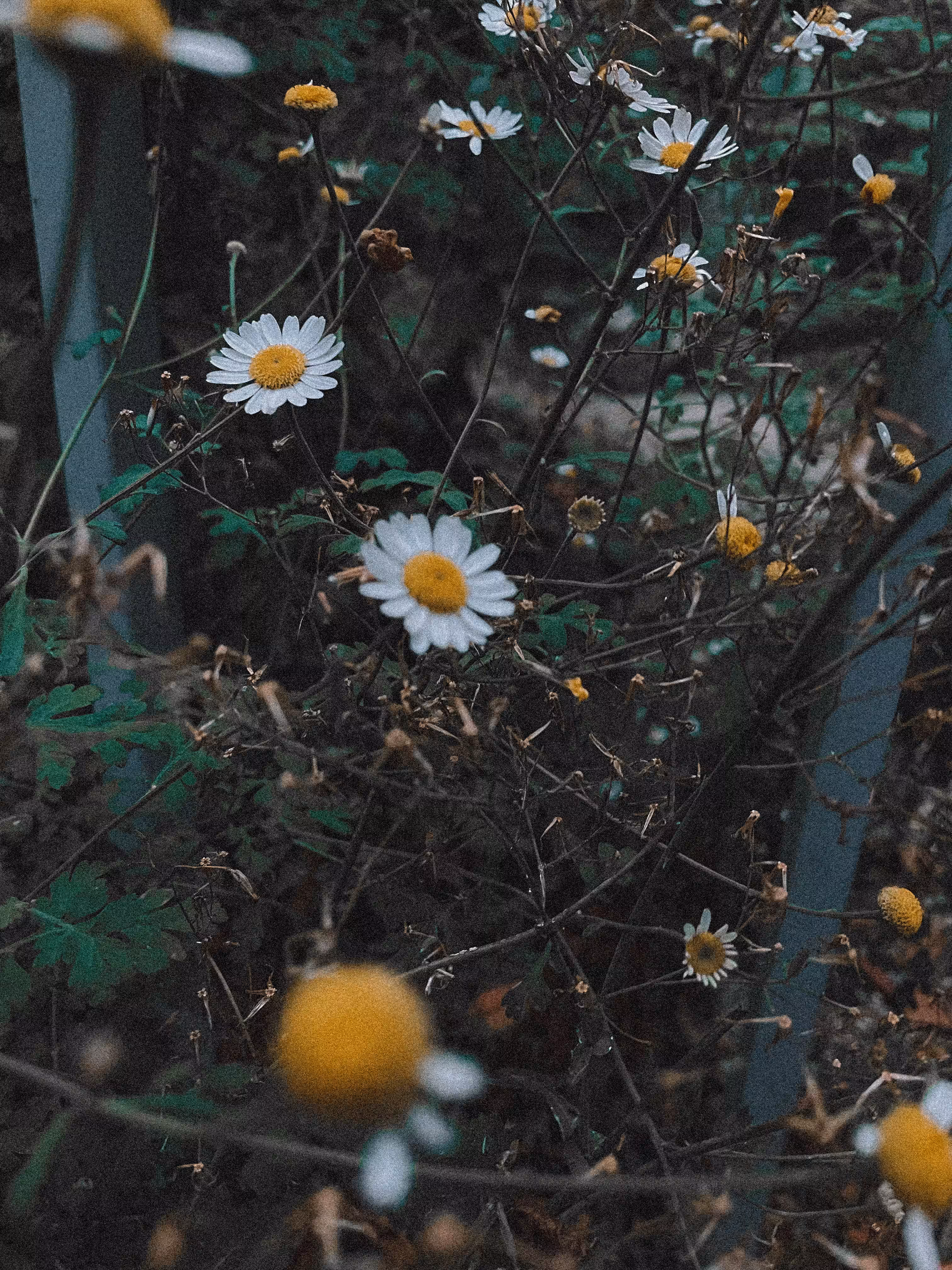 Daisies