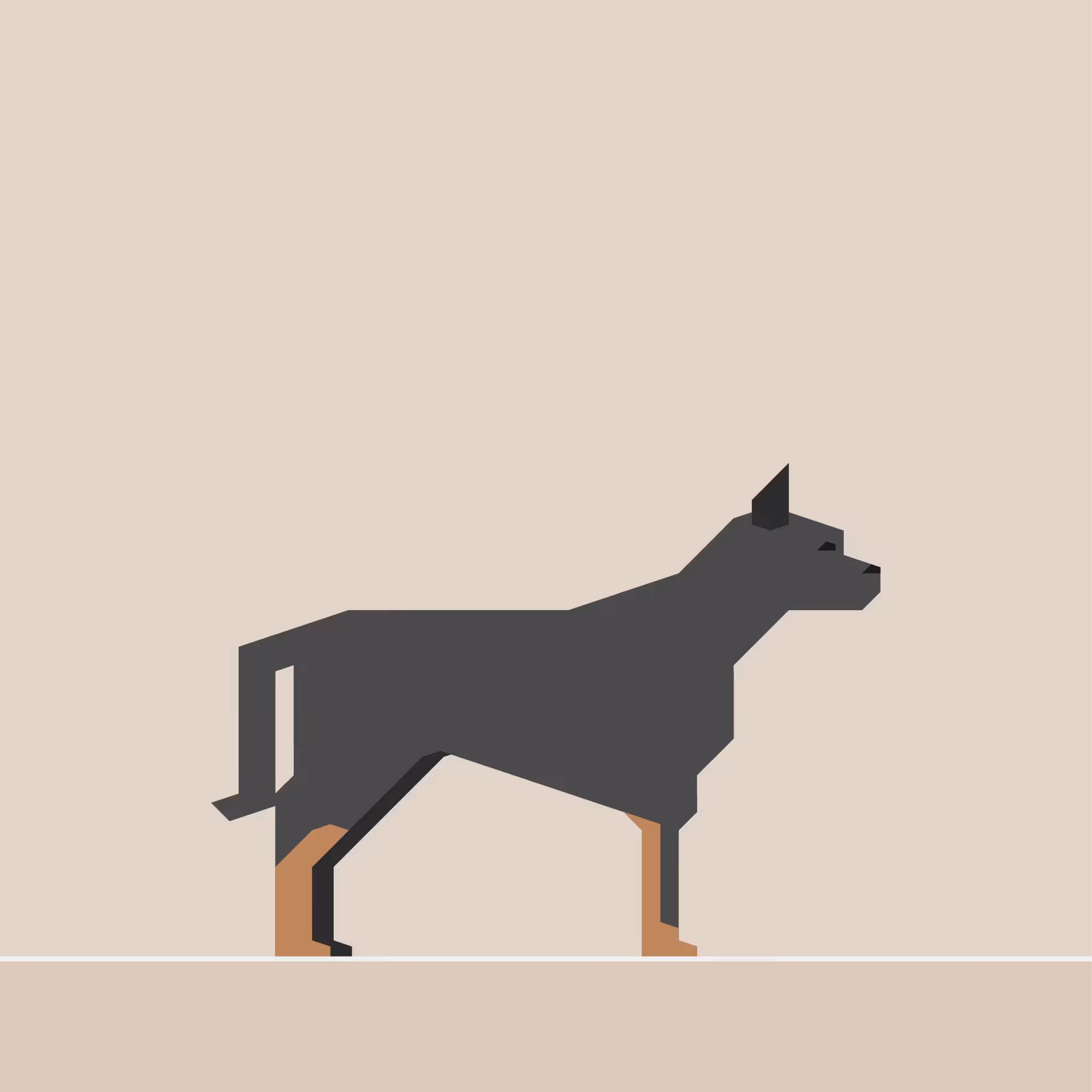 Australian Cattle Dog