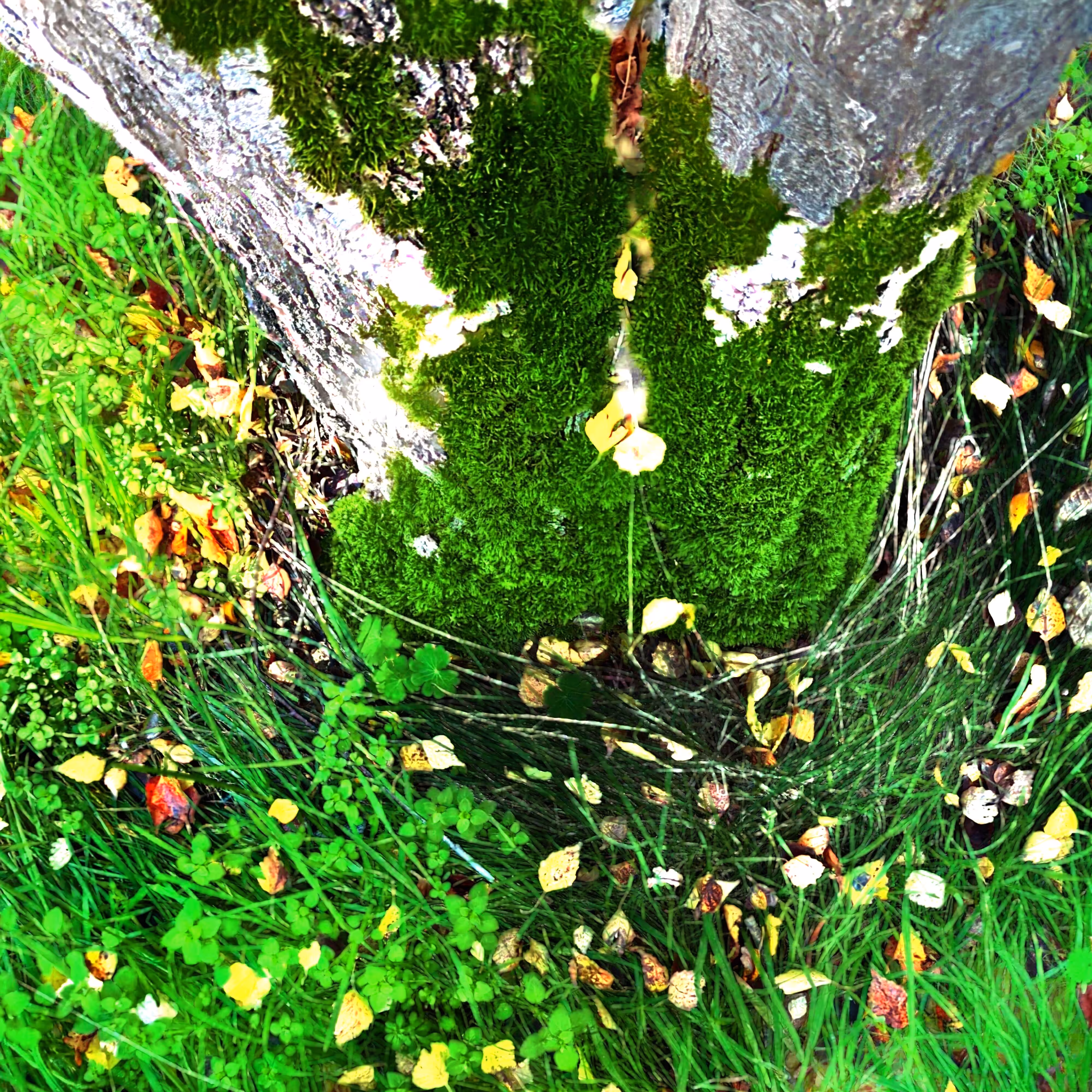 Autonomous Forest Plots: Plot u329hvj55
