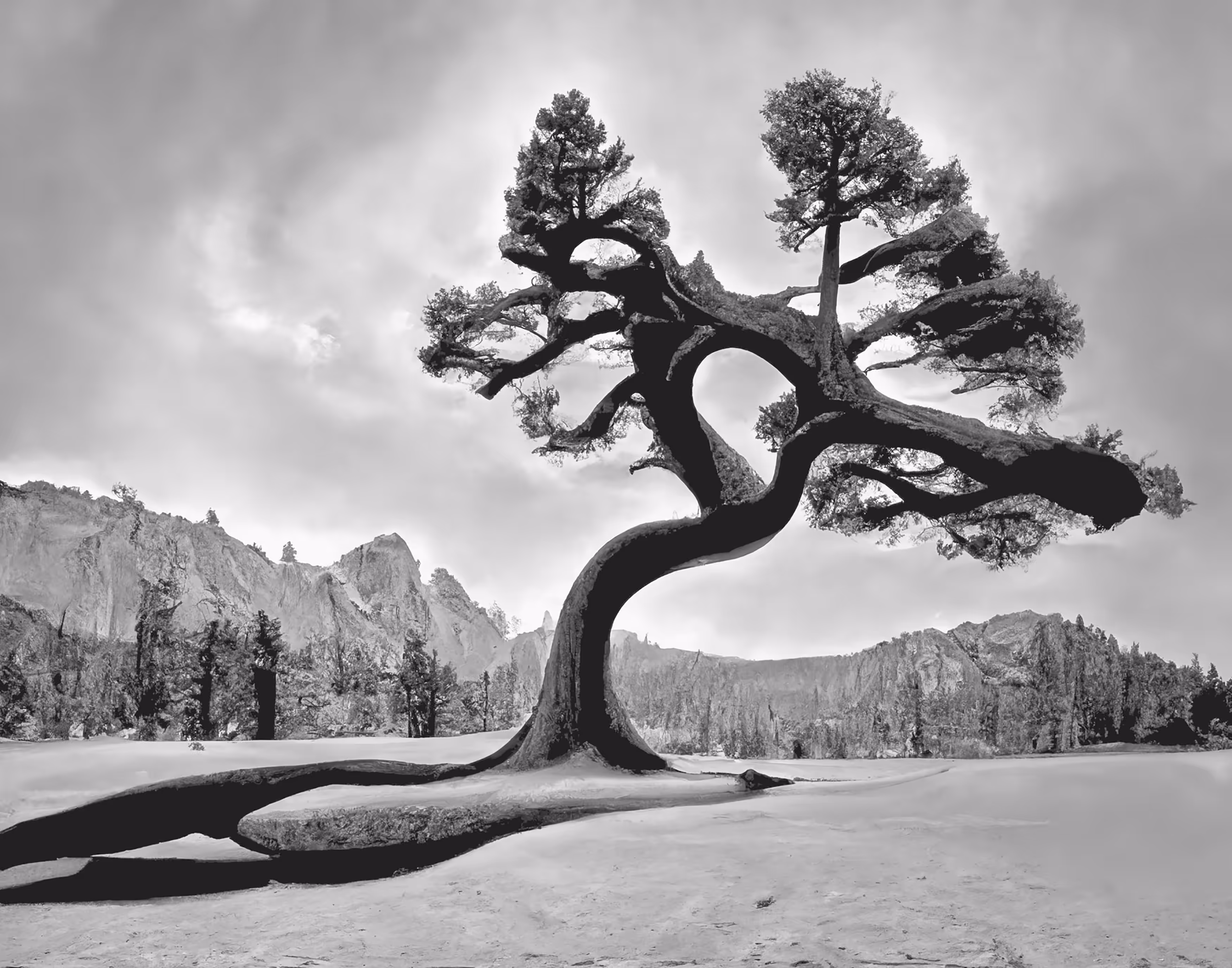 04D // Jeffrey Pine, Sentinel Dome, Yosemite National Park, California by Ansel Adams,  One Last Attempt After Careful Cultivation