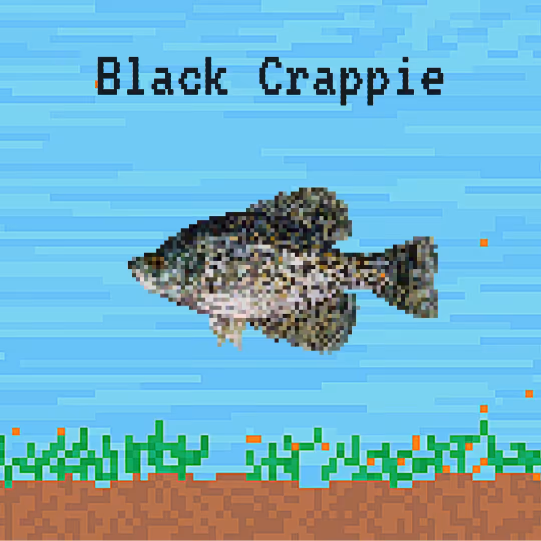 Black Crappie