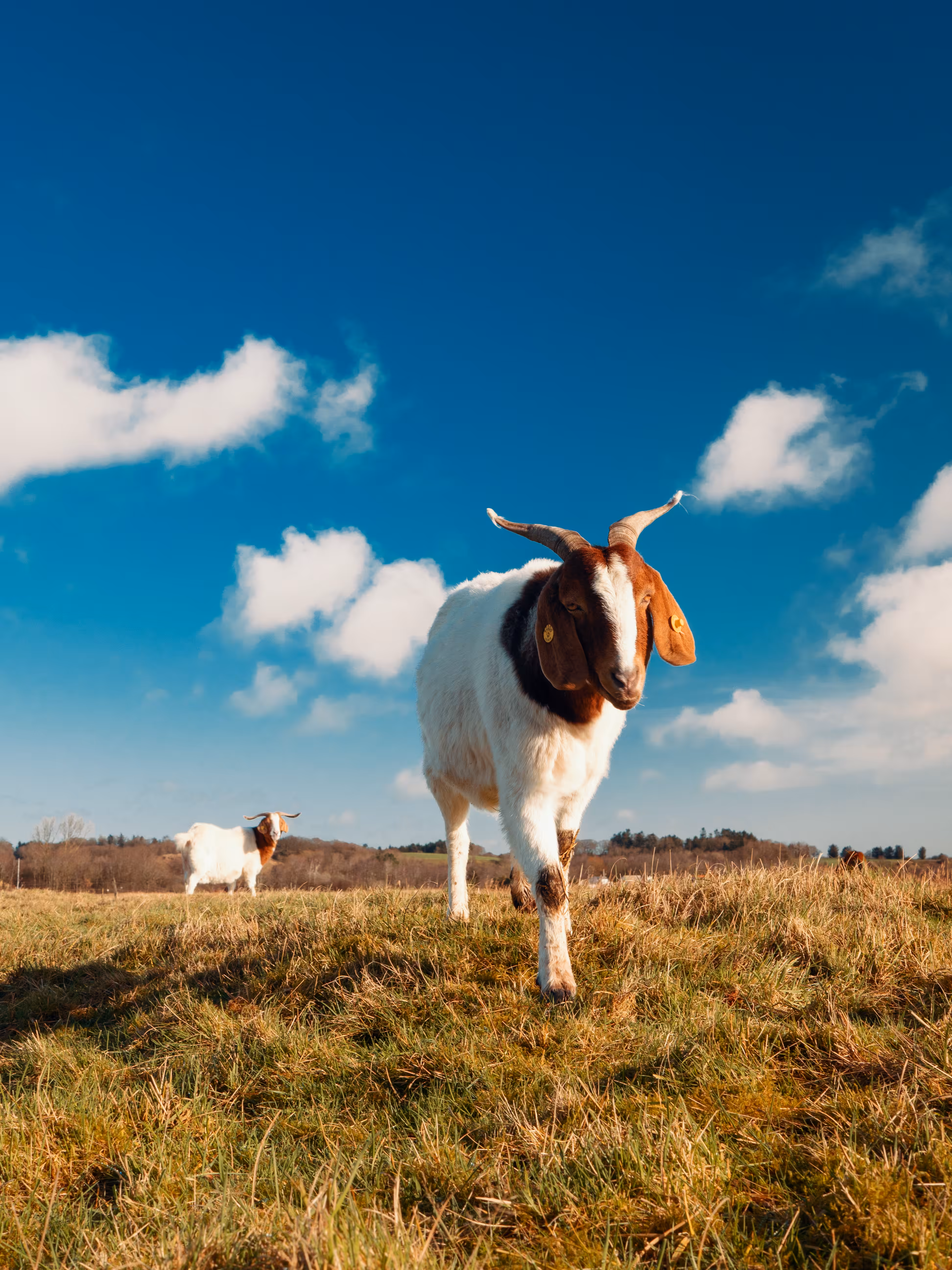 My city of goats
