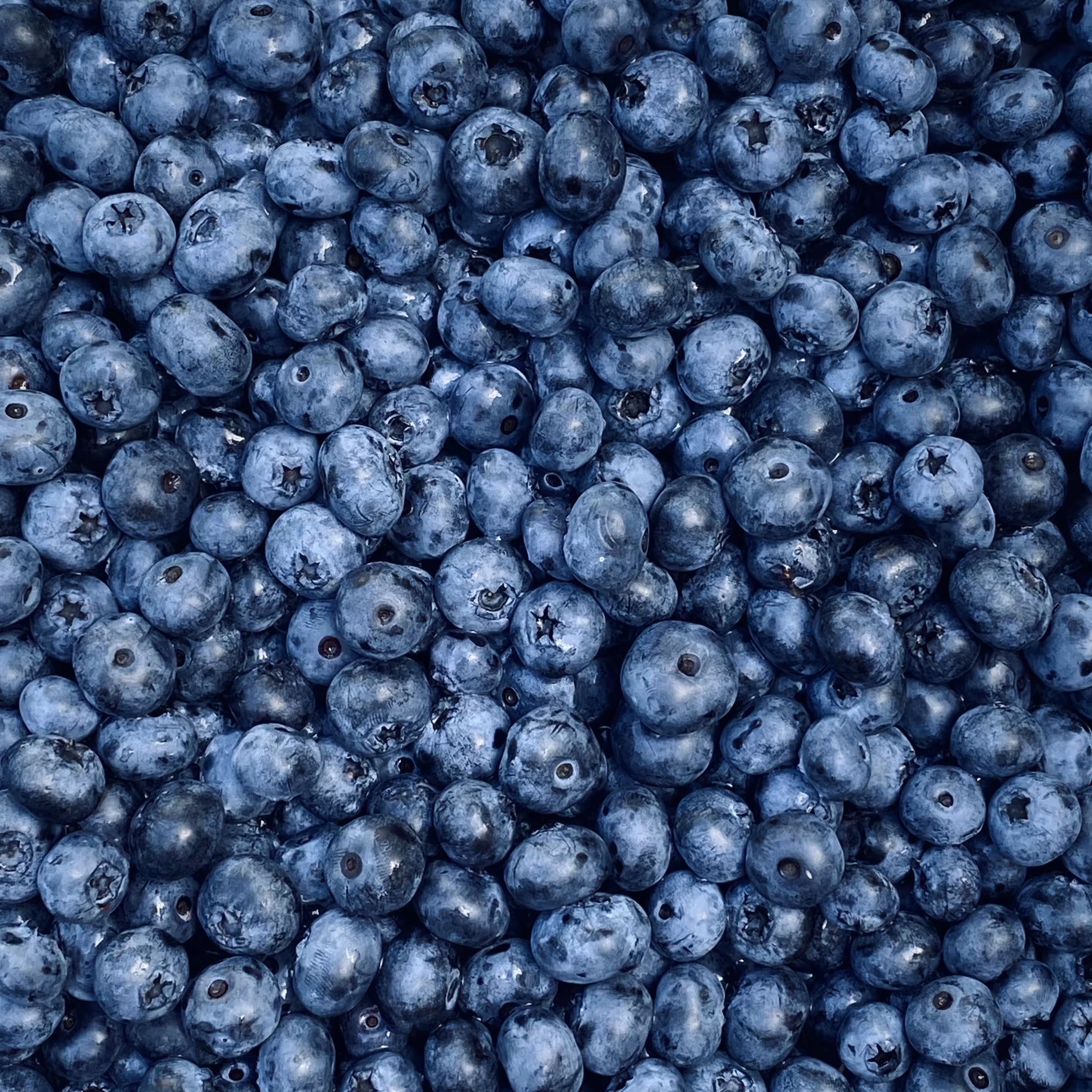 Many Blueberries, 2020