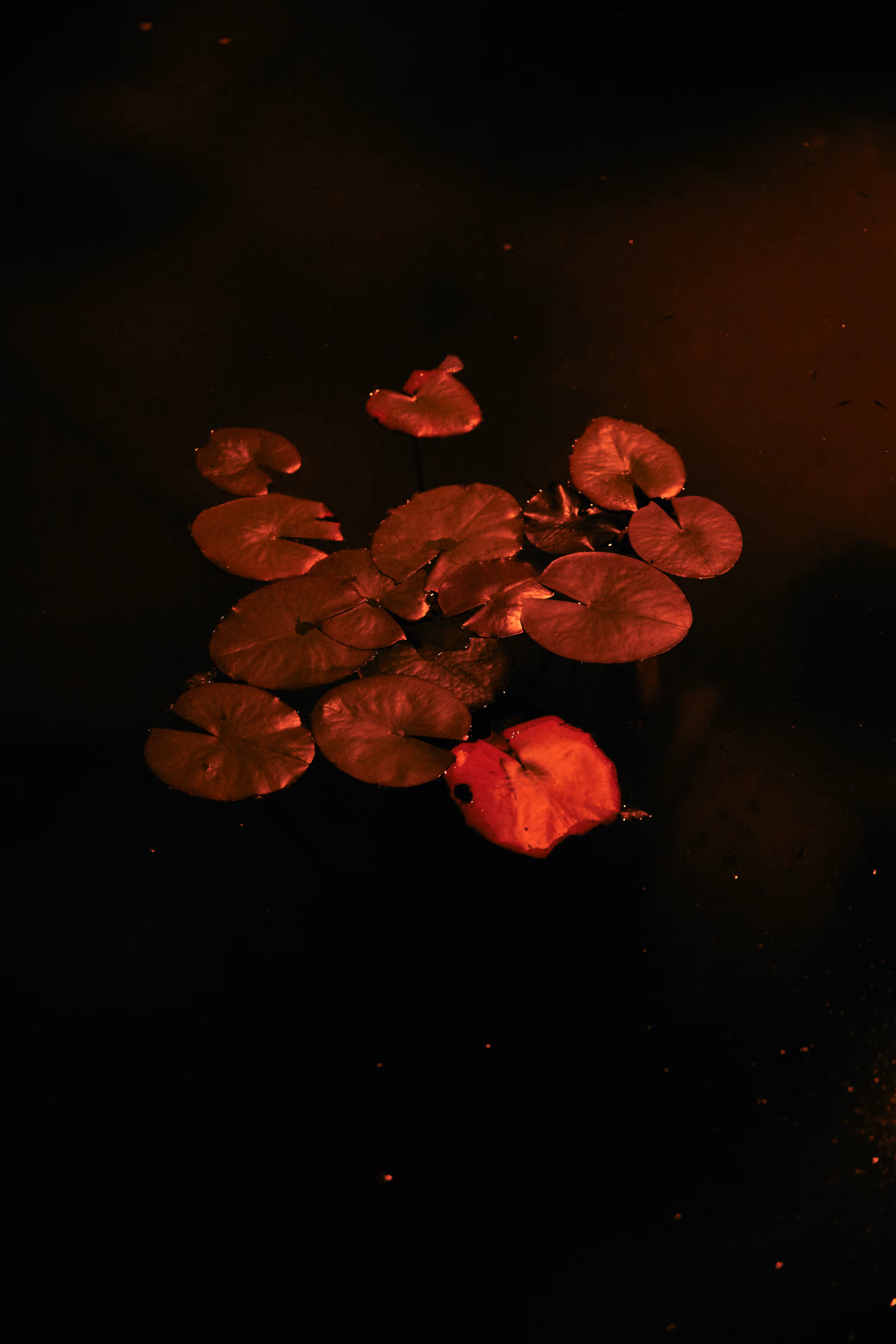 Induced Transition #1