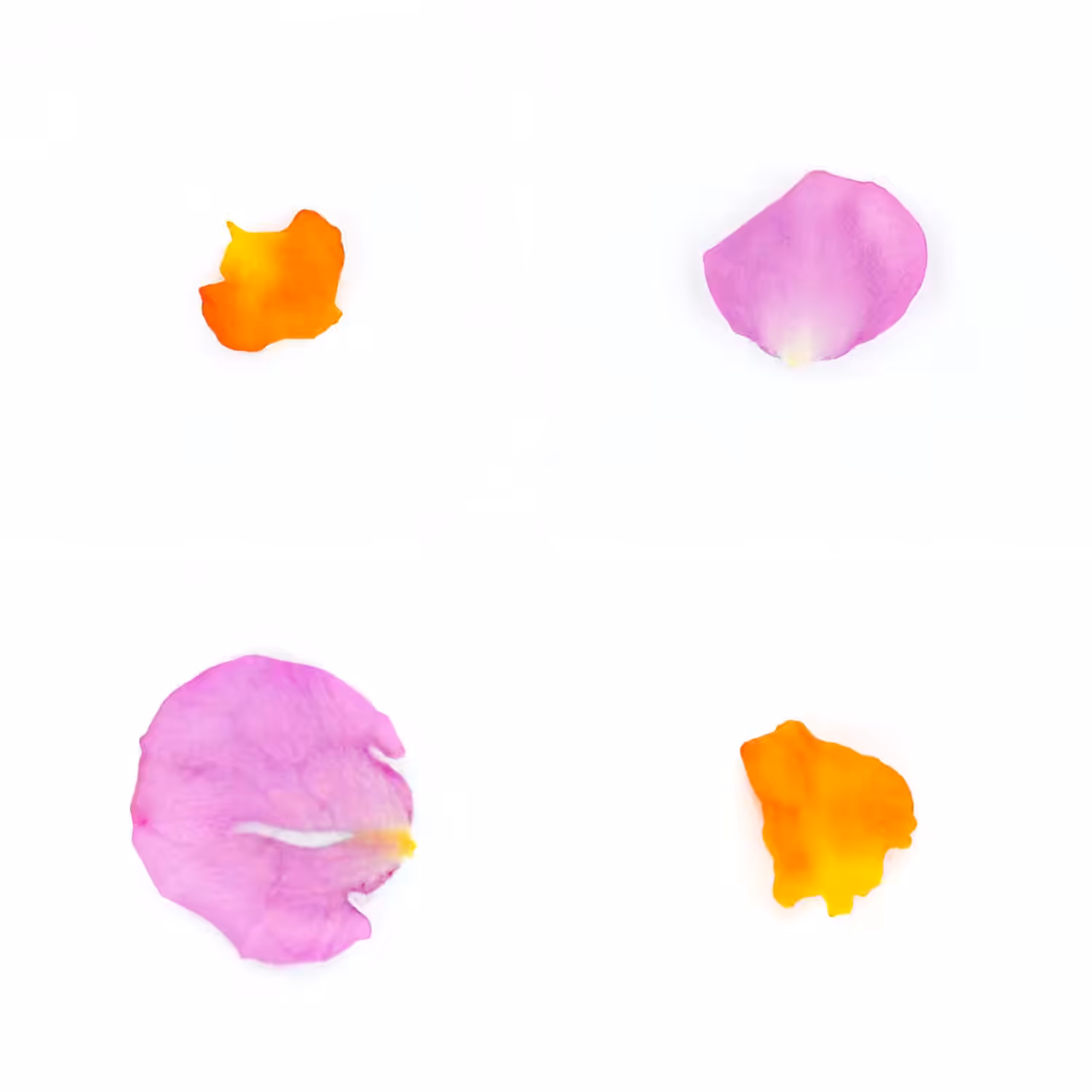 Infinite Petals 2x2#20516