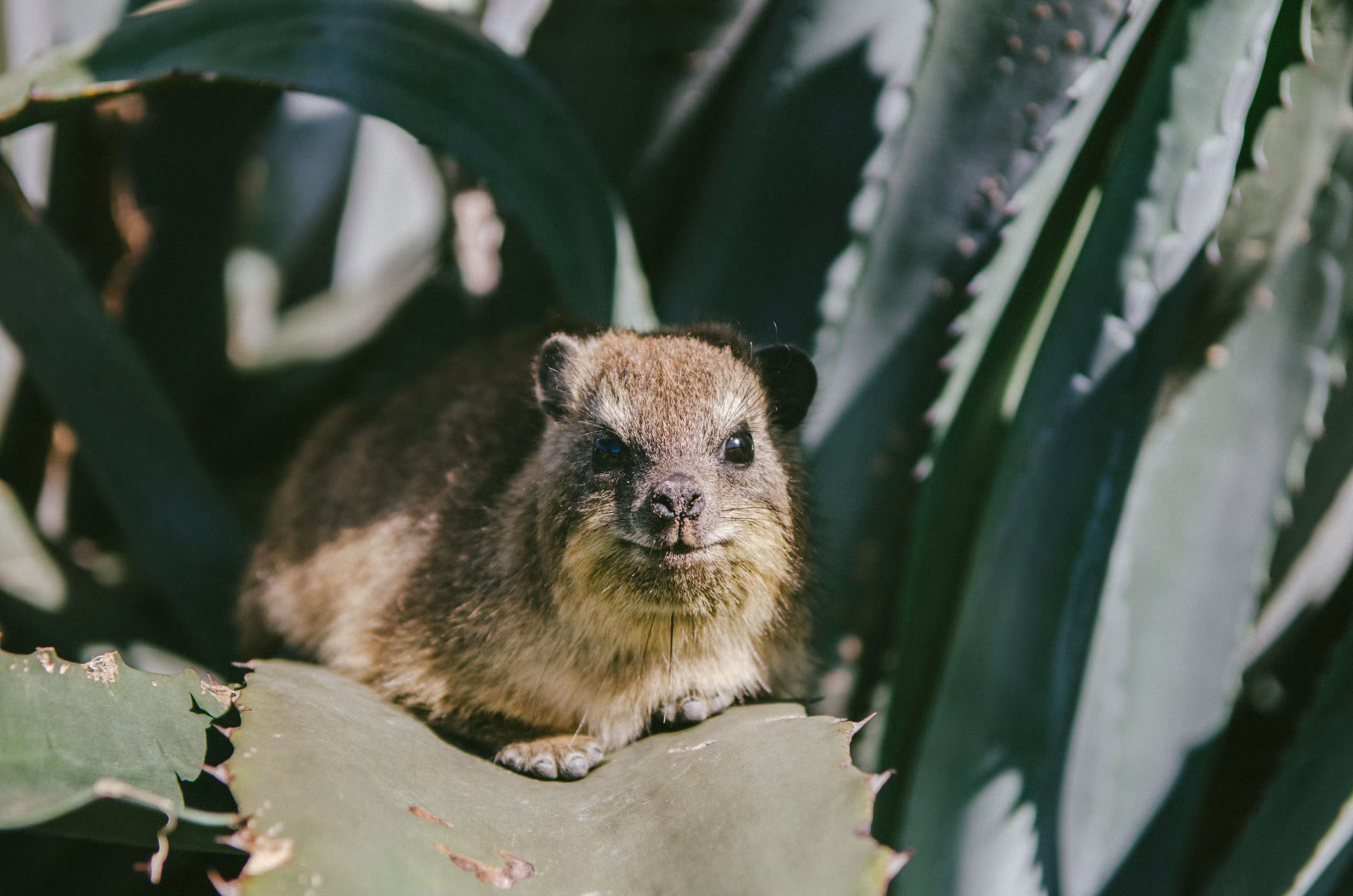 Dassie
