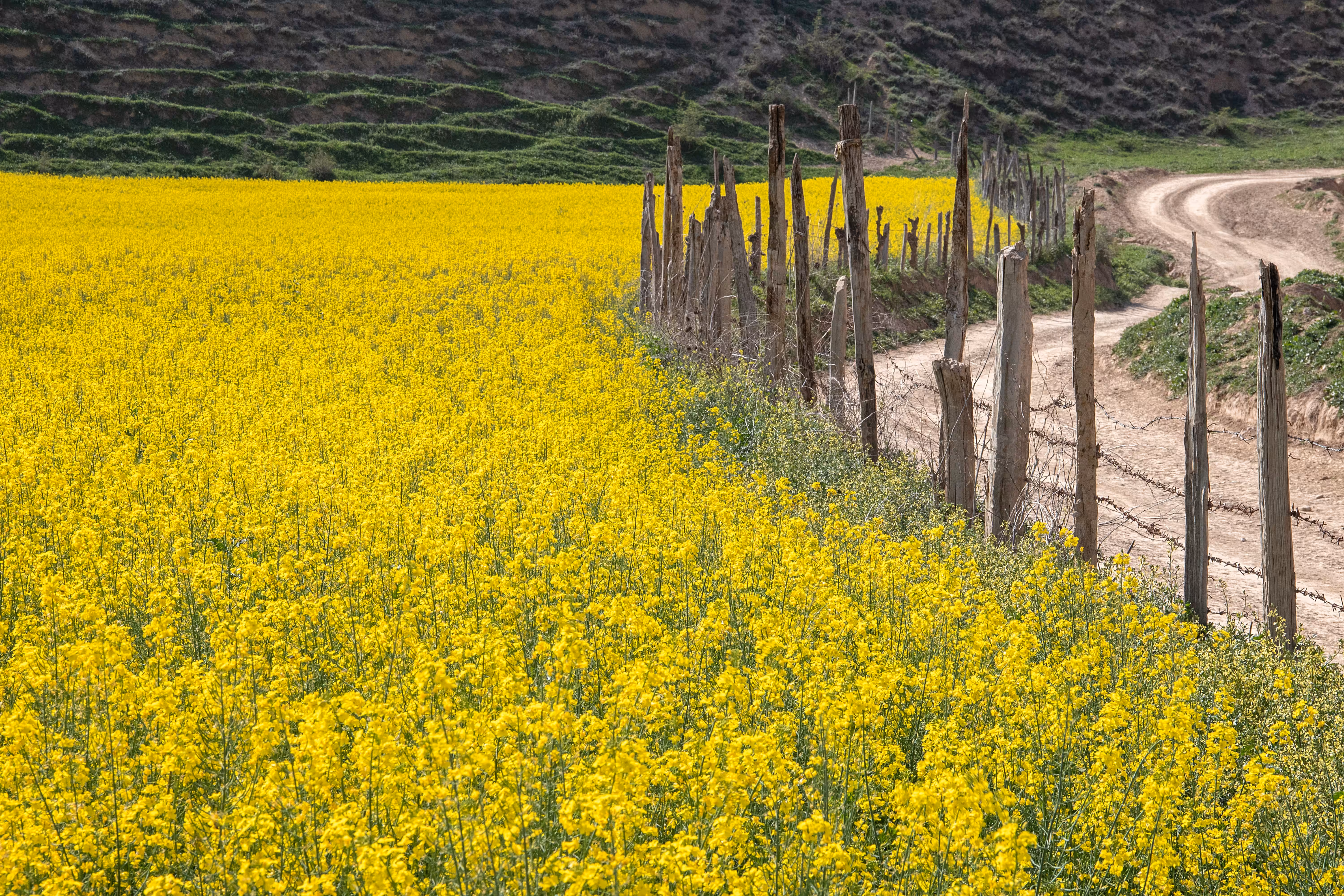 Spring’s Pathway