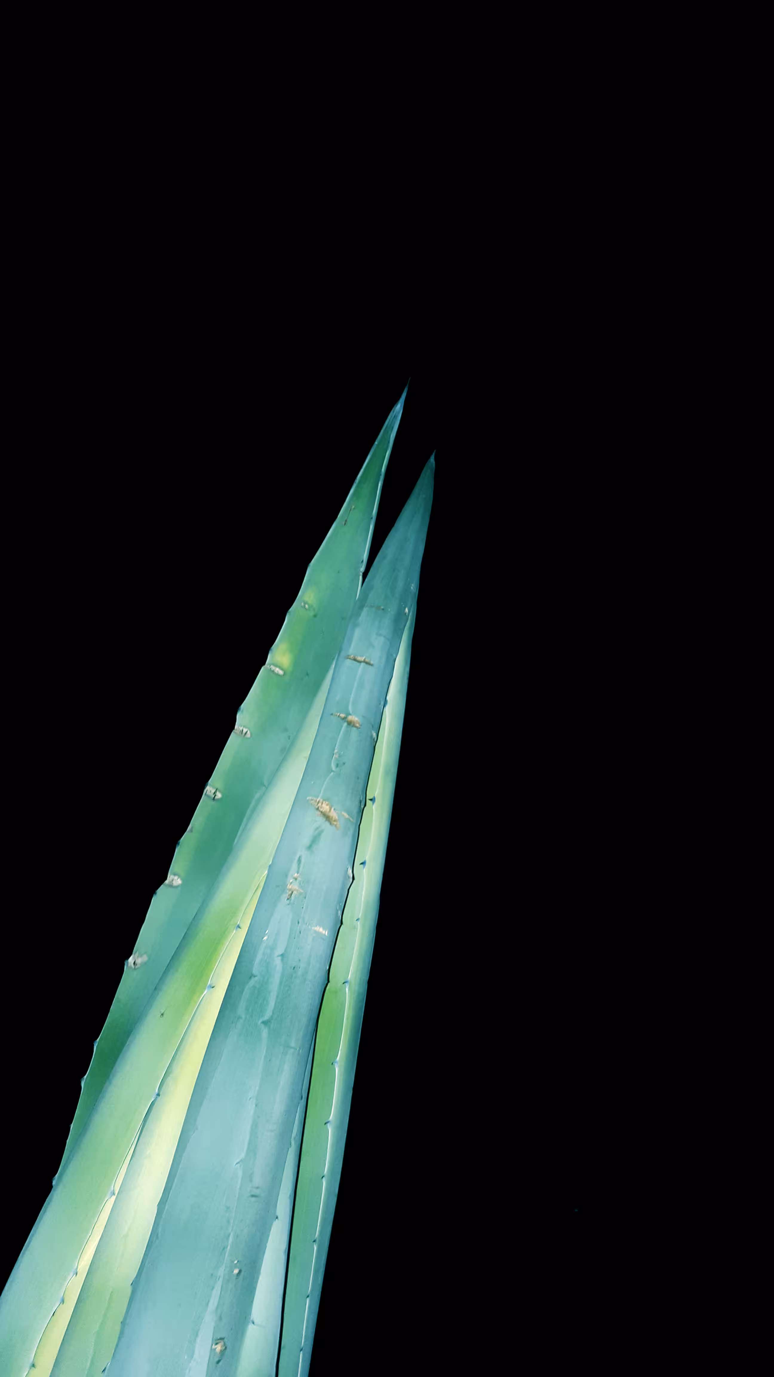 agave